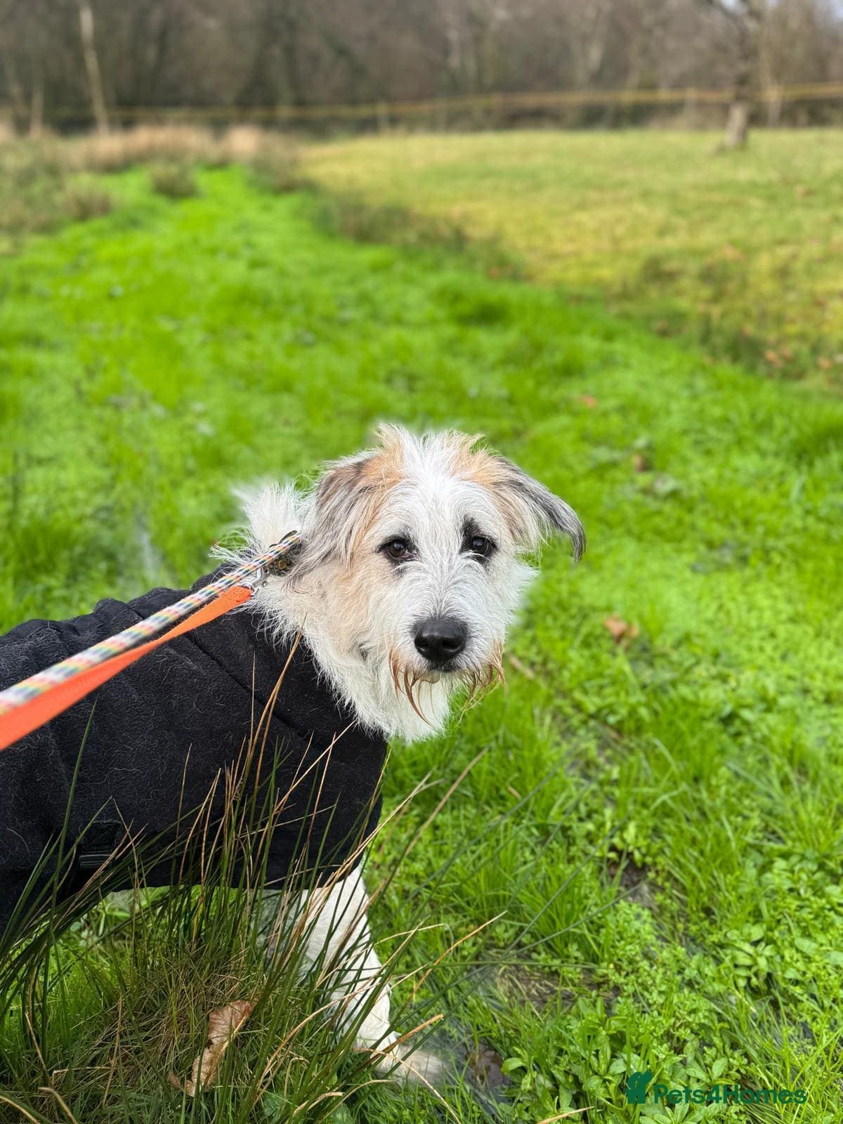 KALLIE- 18 months, loves dogs/playful/active/rural photo 22