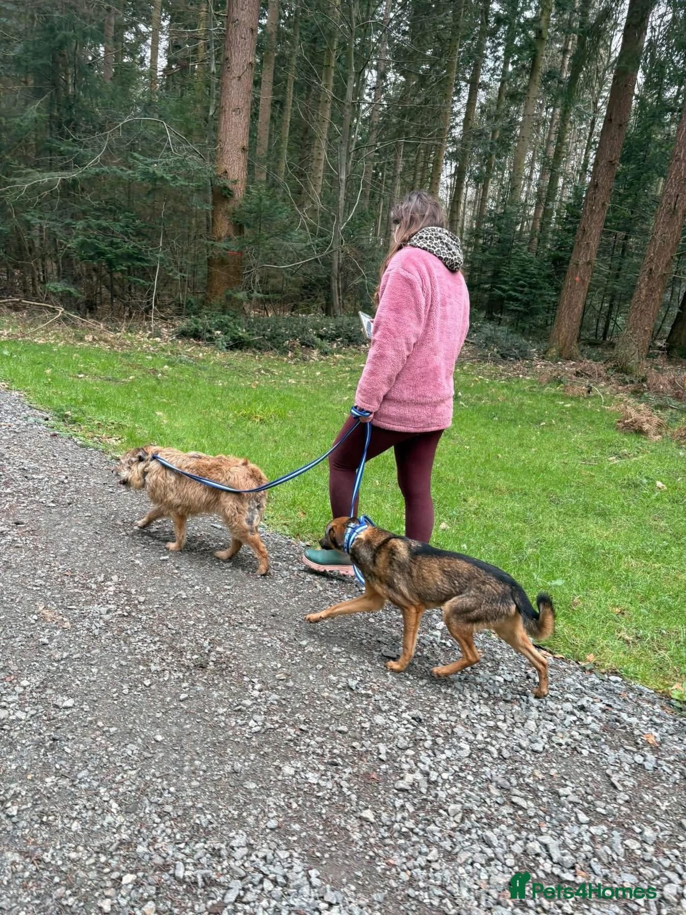 Figgy - Norwich Norfolk photo 11