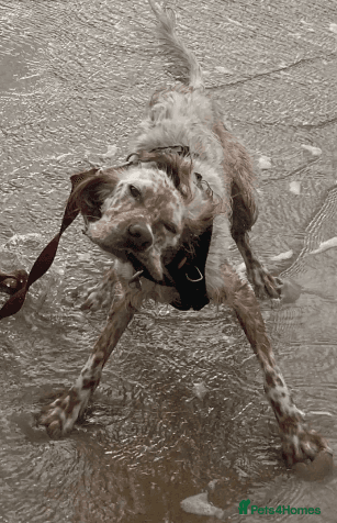 Bonnie (Laila) photo 8