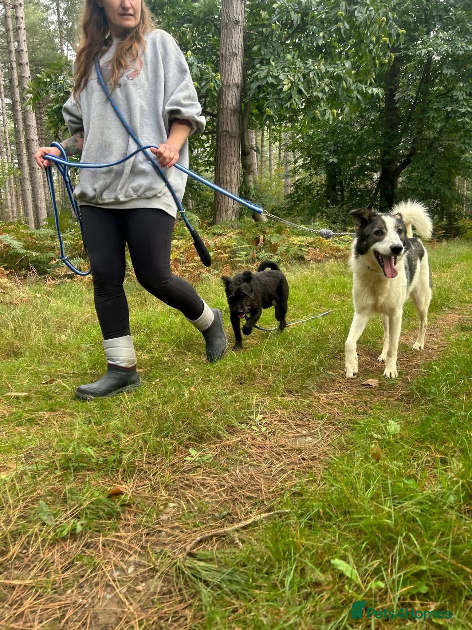 Matteo - Norwich Norfolk photo 6