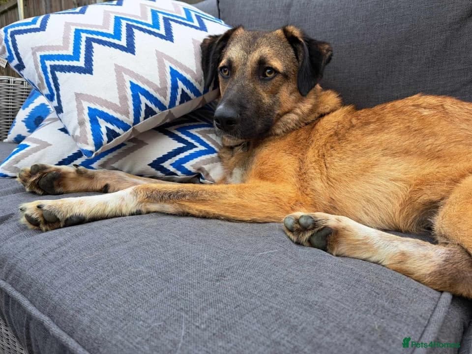 Levi - Norwich Norfolk photo 14