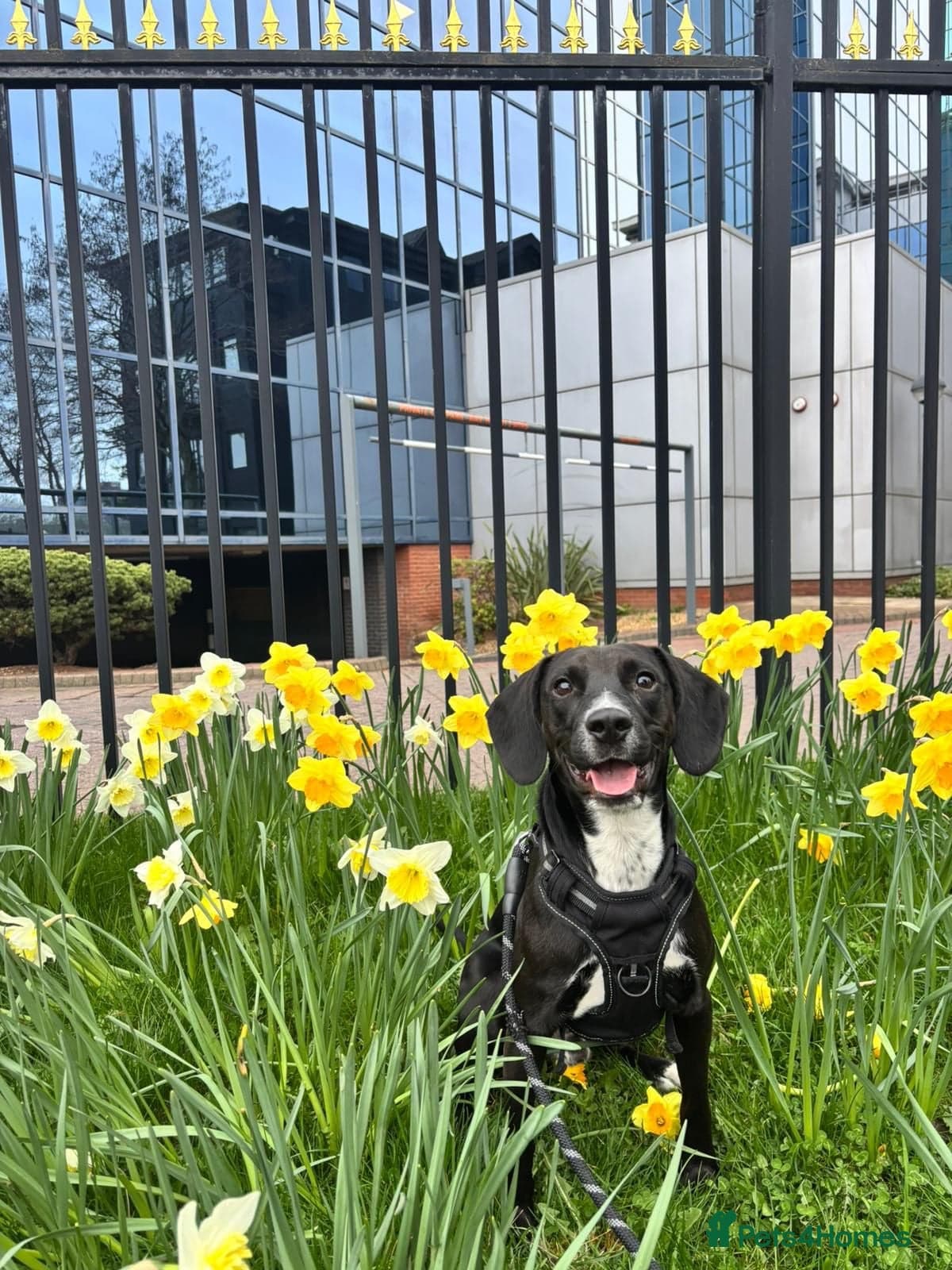 ๏ธ๐ถ walter photo 3