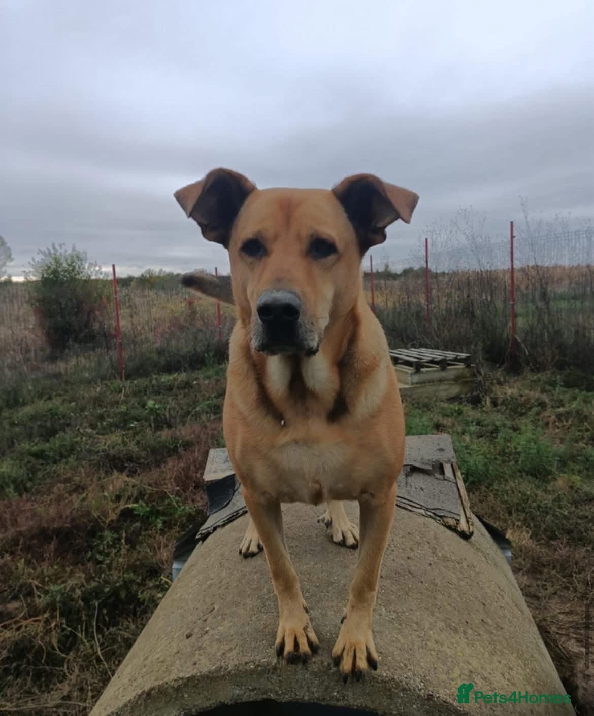 Thor - Dereham Norfolk photo 7