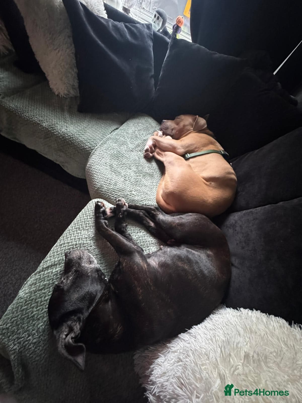 Gorgeous staffie cross photo 4