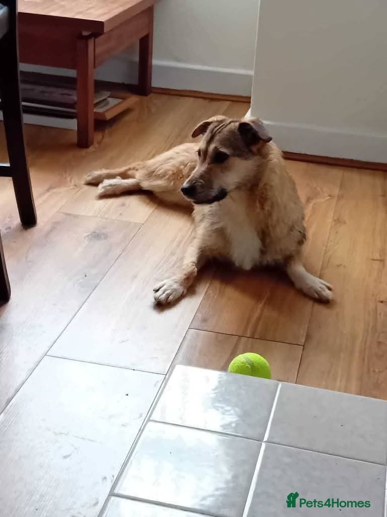 Meet Bitsy, currently residing in Wrexham photo 3