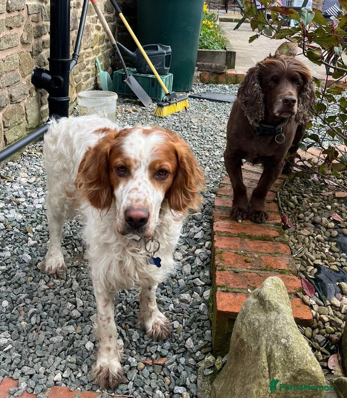 Ronnie, 3-year old Brittany male photo 16