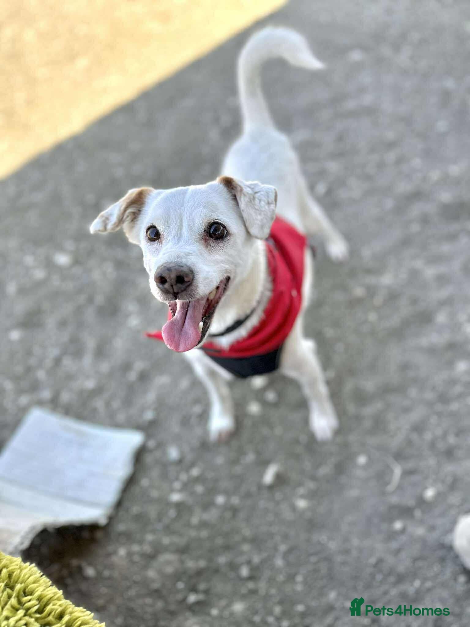 Sweet senior Bobby photo 14