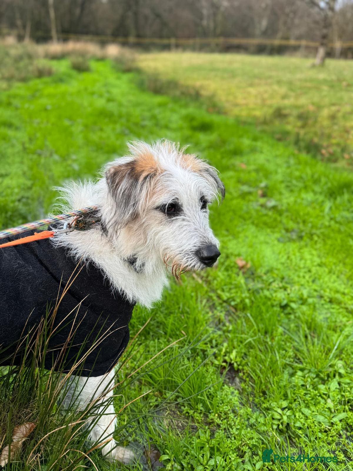 KALLIE- 18 months, loves dogs/playful/active/rural photo 30