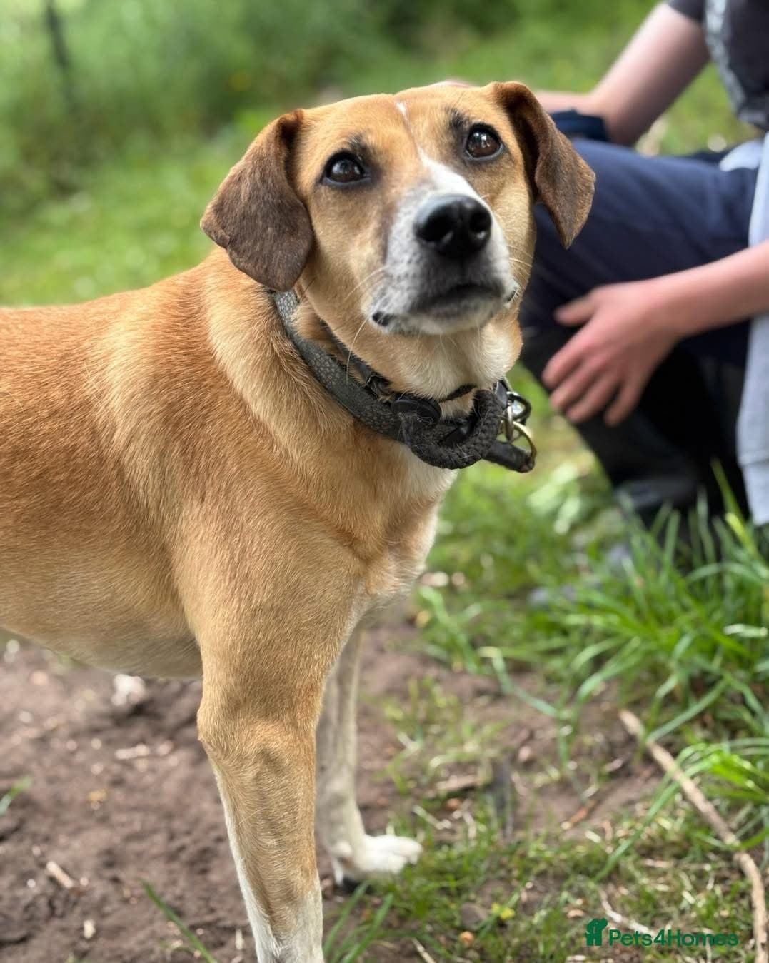 Shandy, a real sweetheart π§‘ photo 12