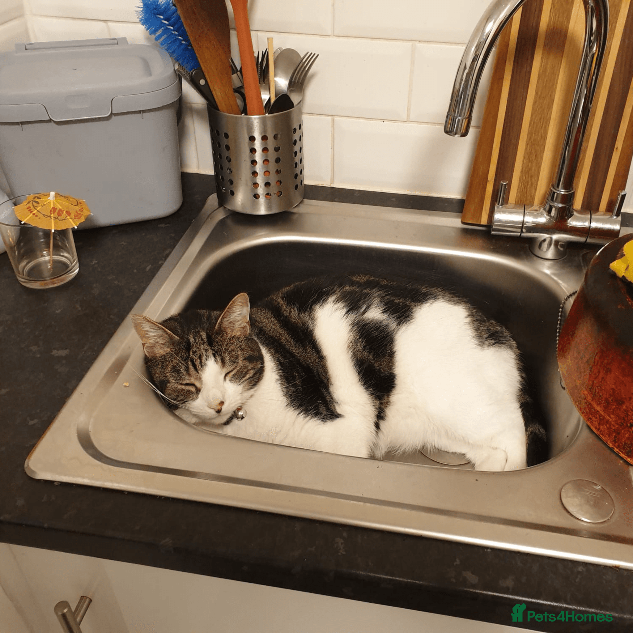 Sweet, Social butterfly — Mixed Breed