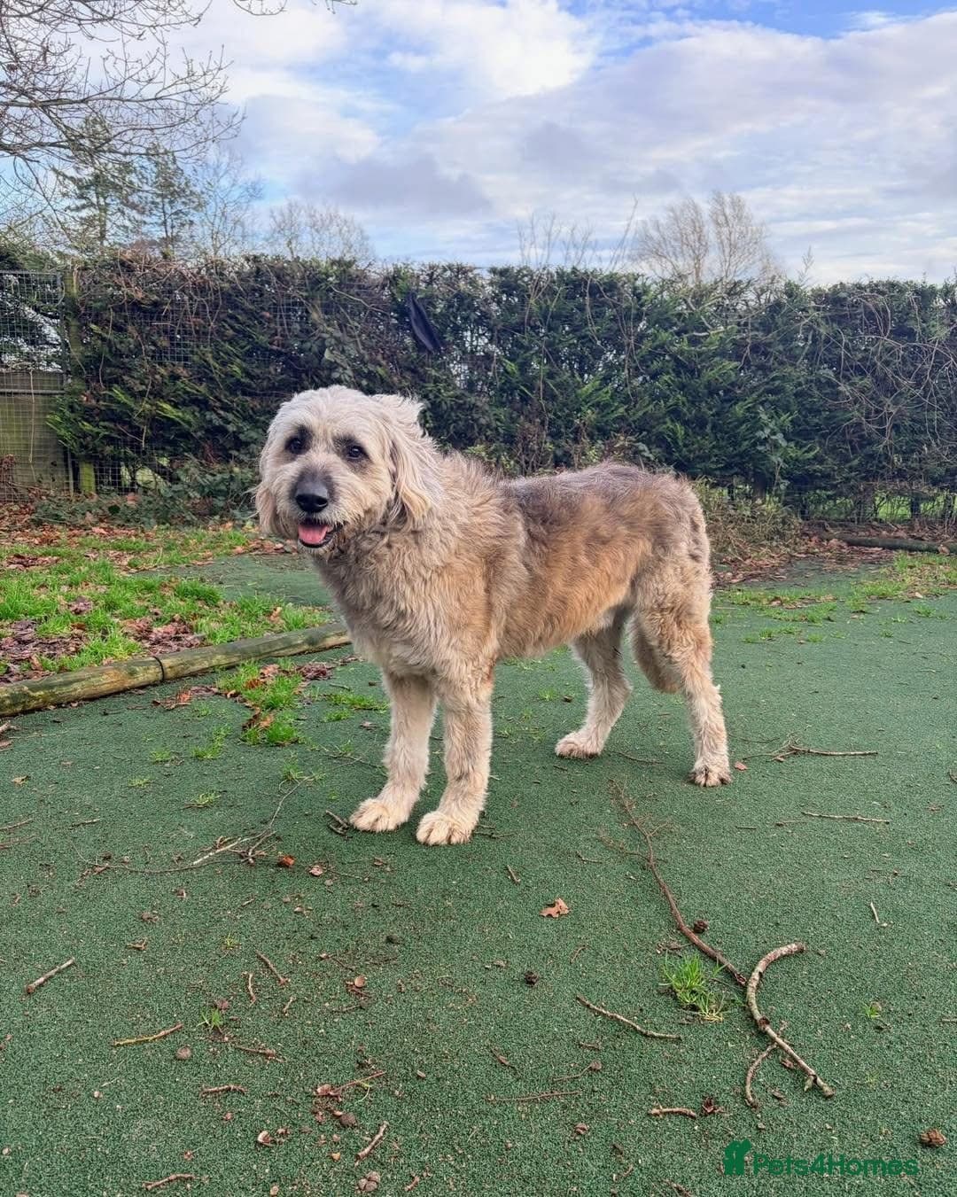 Oscar - our bear boyπ photo 10