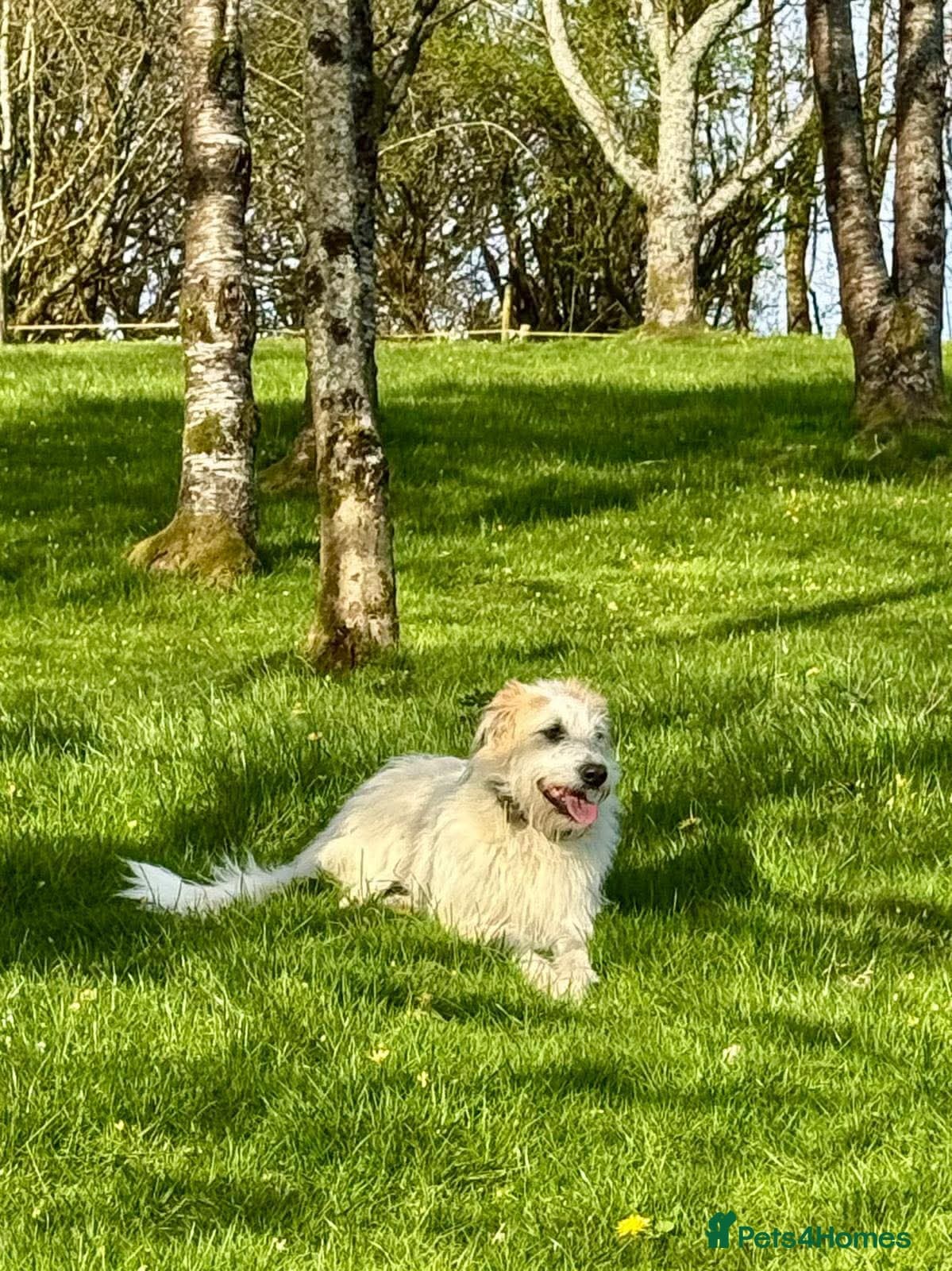 KALLIE- 18 months, loves dogs/playful/active/rural photo 3