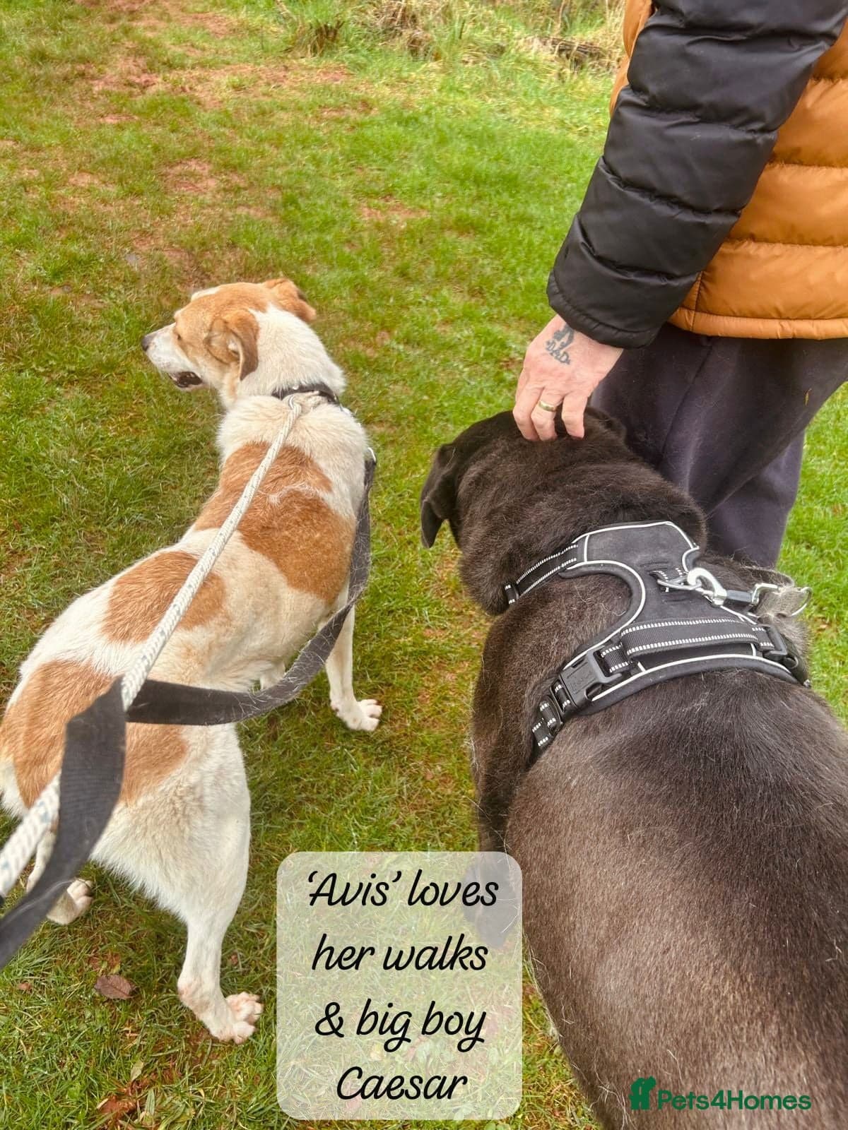 Avis- 20 months - photo 4