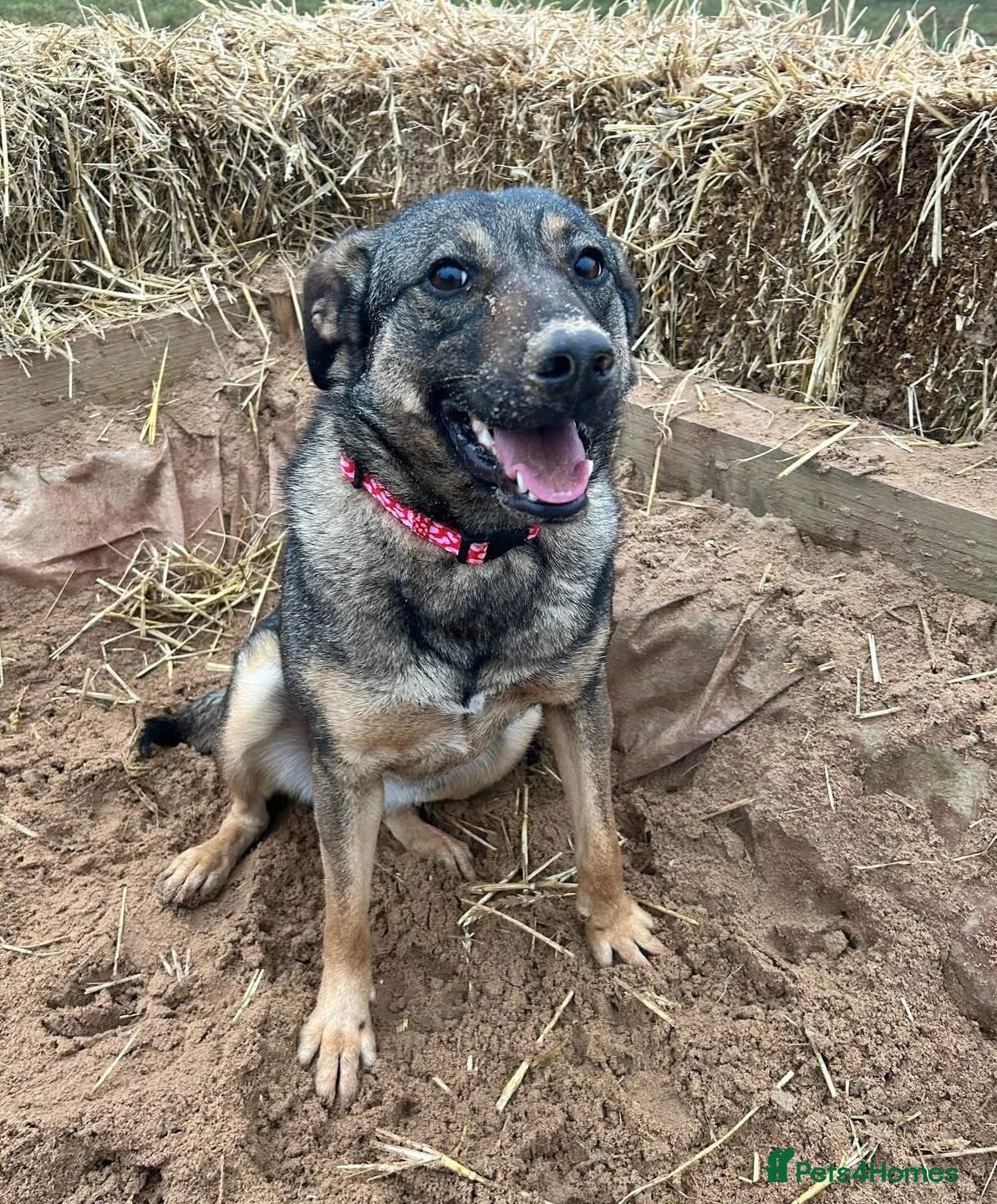 Luna πΎπ β Mixed Breed