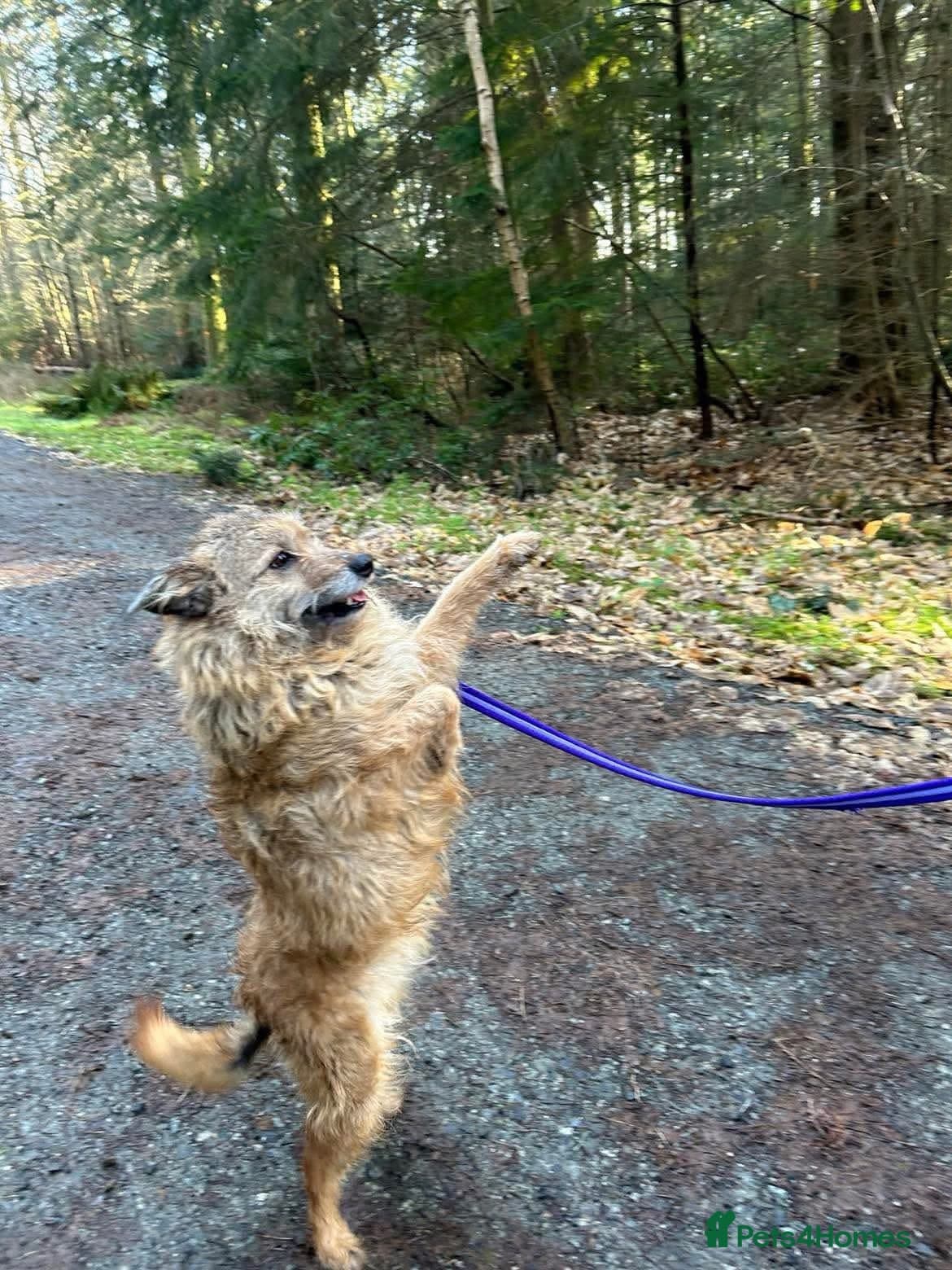 Jack - Watton Norfolk photo 10