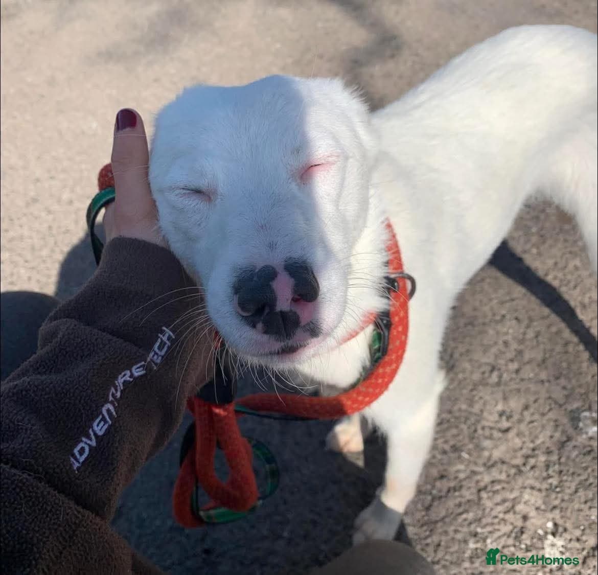 Meet Clove, currently residing in Cheshire photo 3