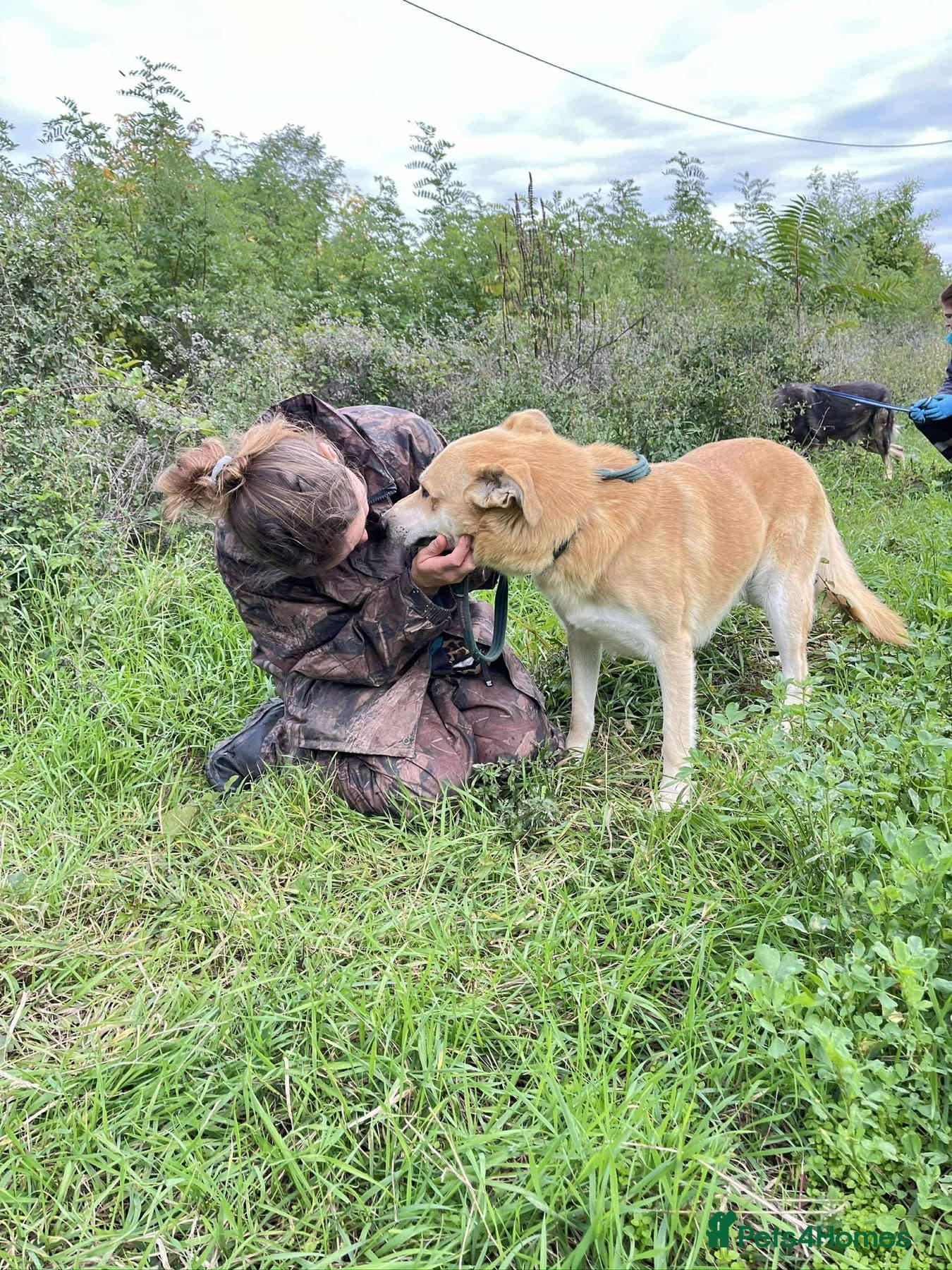 Tanner - Norwich Norfolk photo 6