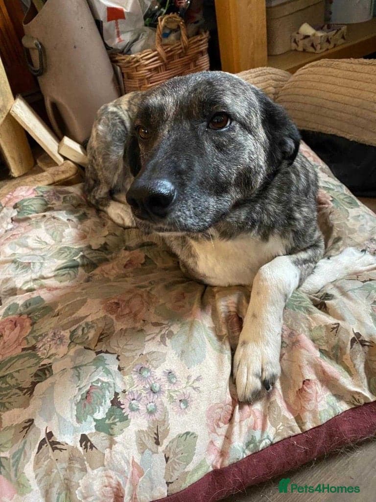 Meet Nigel, currently residing in Morayshire — Mixed Breed