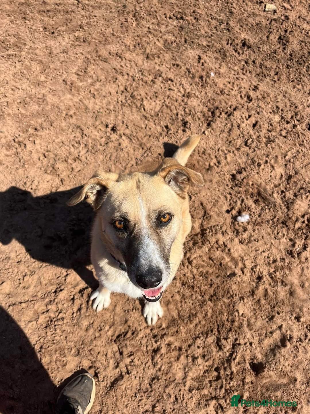 Meet Ruma, currently residing in Cheshire photo 22