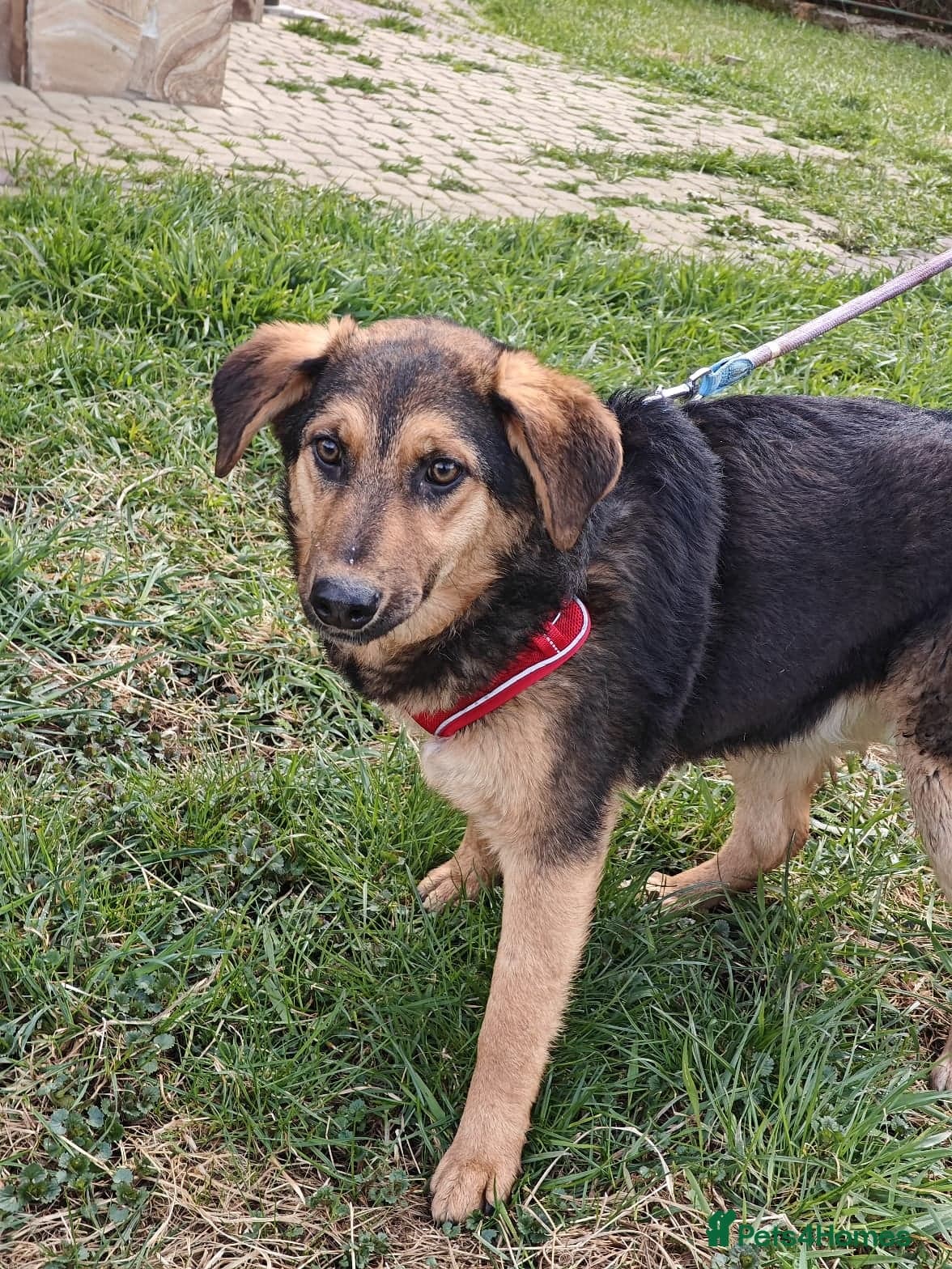 οΈπΆ yasia photo 15