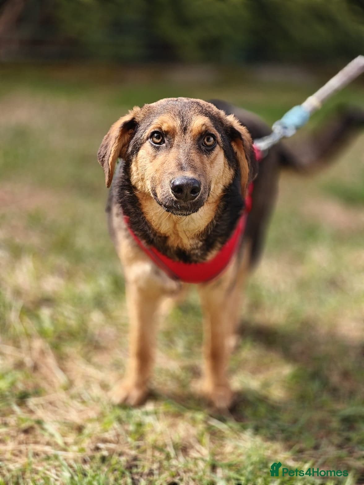 οΈπΆ yasia photo 13