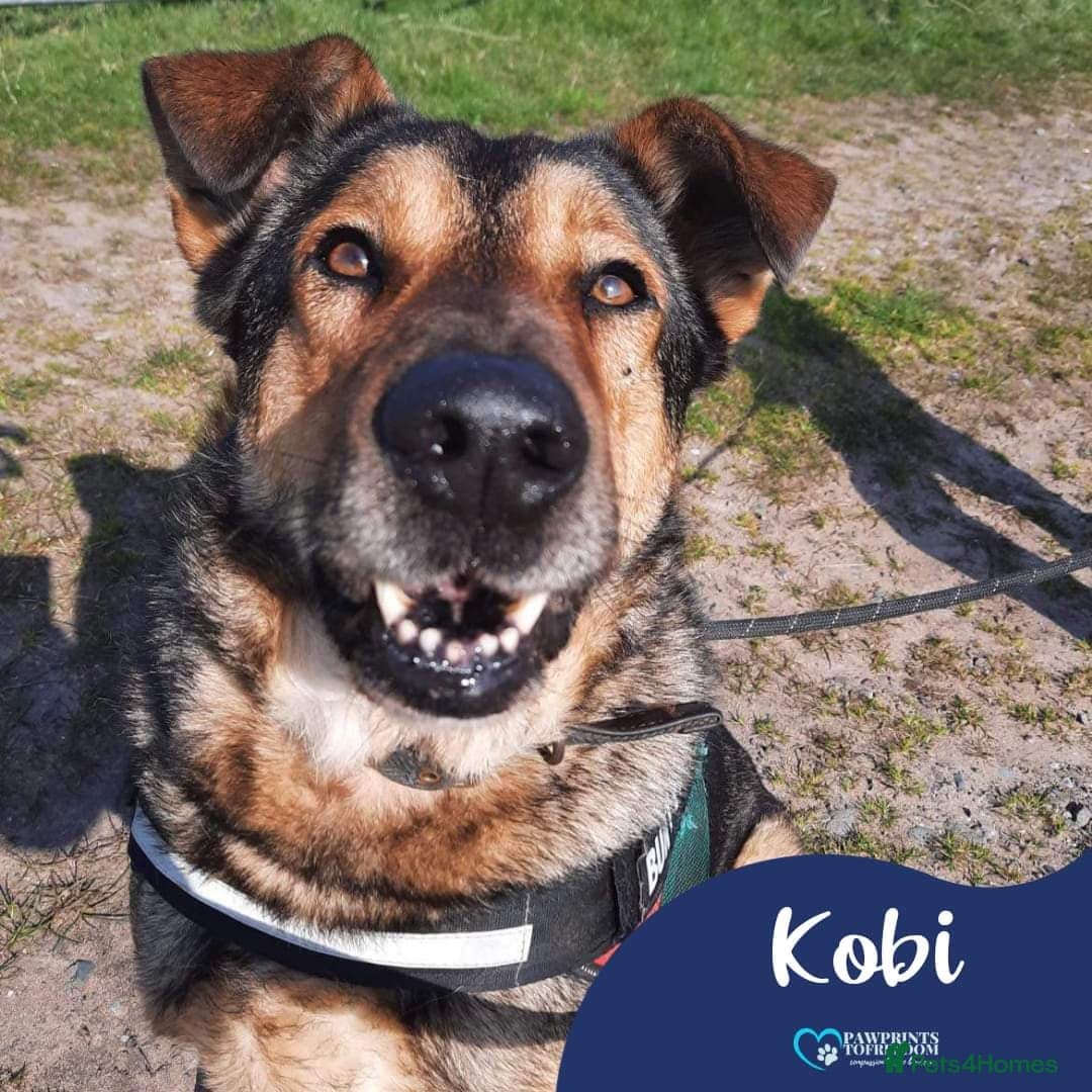 Meet Kobi, currently residing in Cheshire photo 2