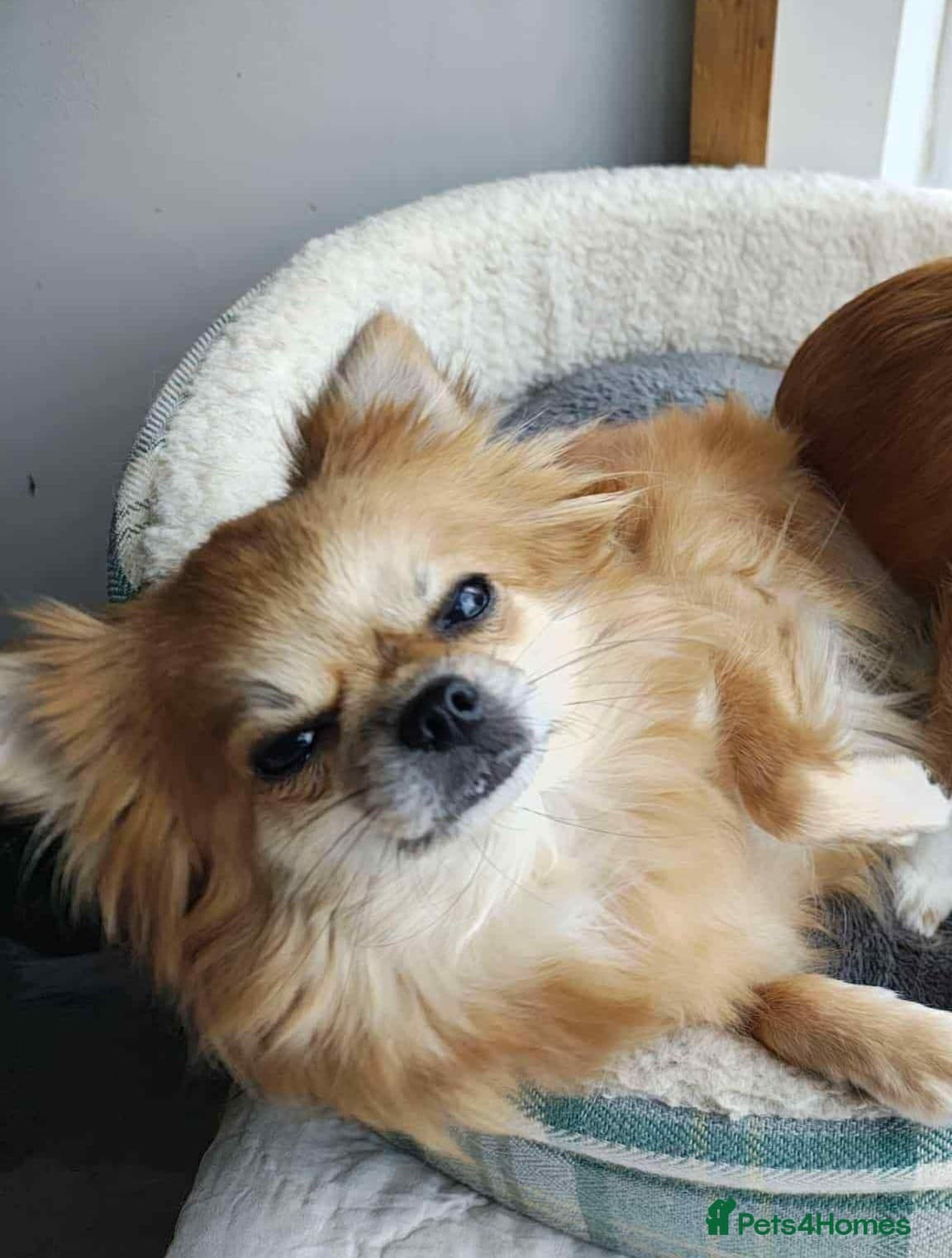 Chihuahua cross breed photo 2