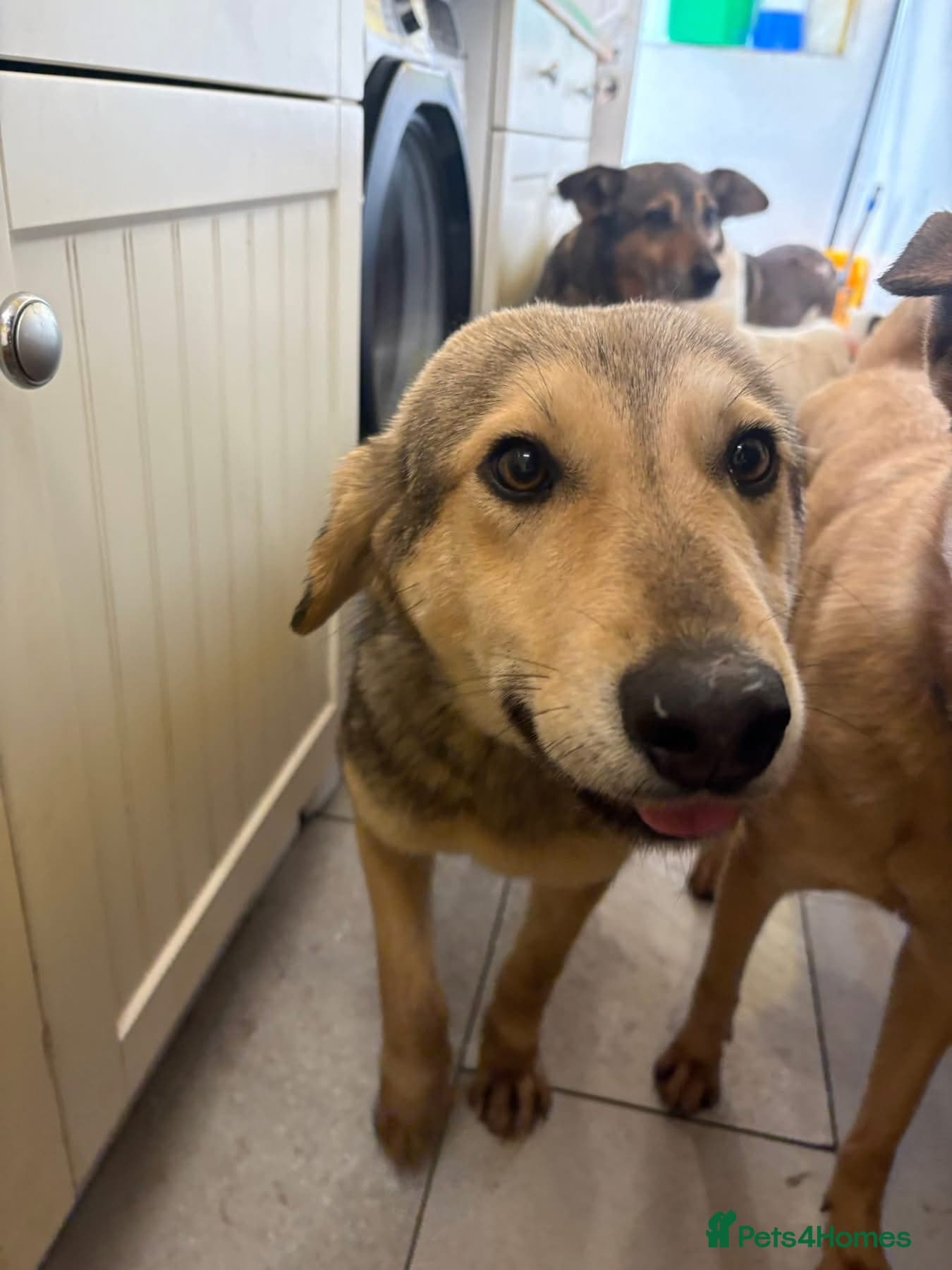 Rollo - Norwich Norfolk photo 9