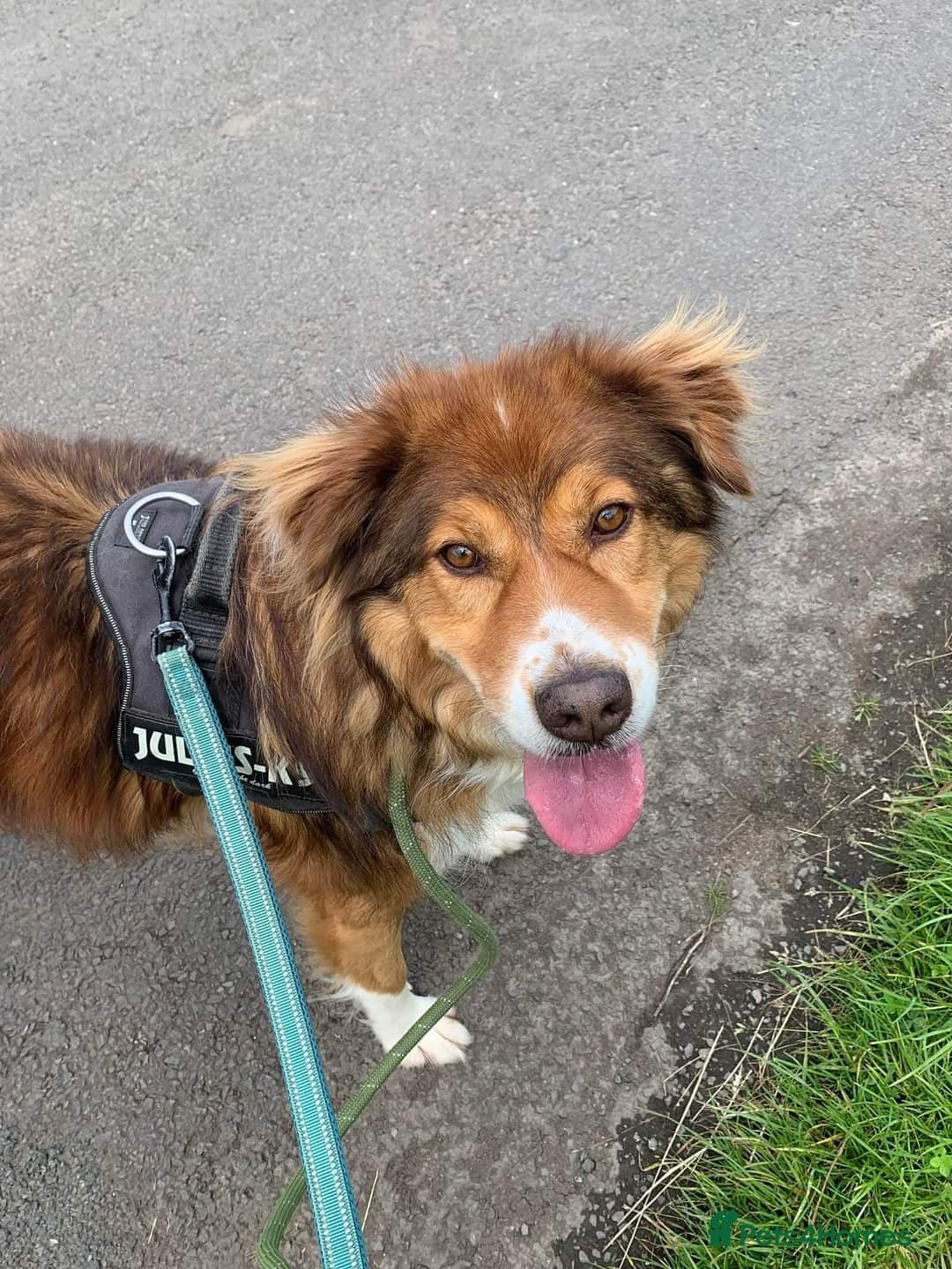 Meet Pongo, currently residing in Cheshire photo 26