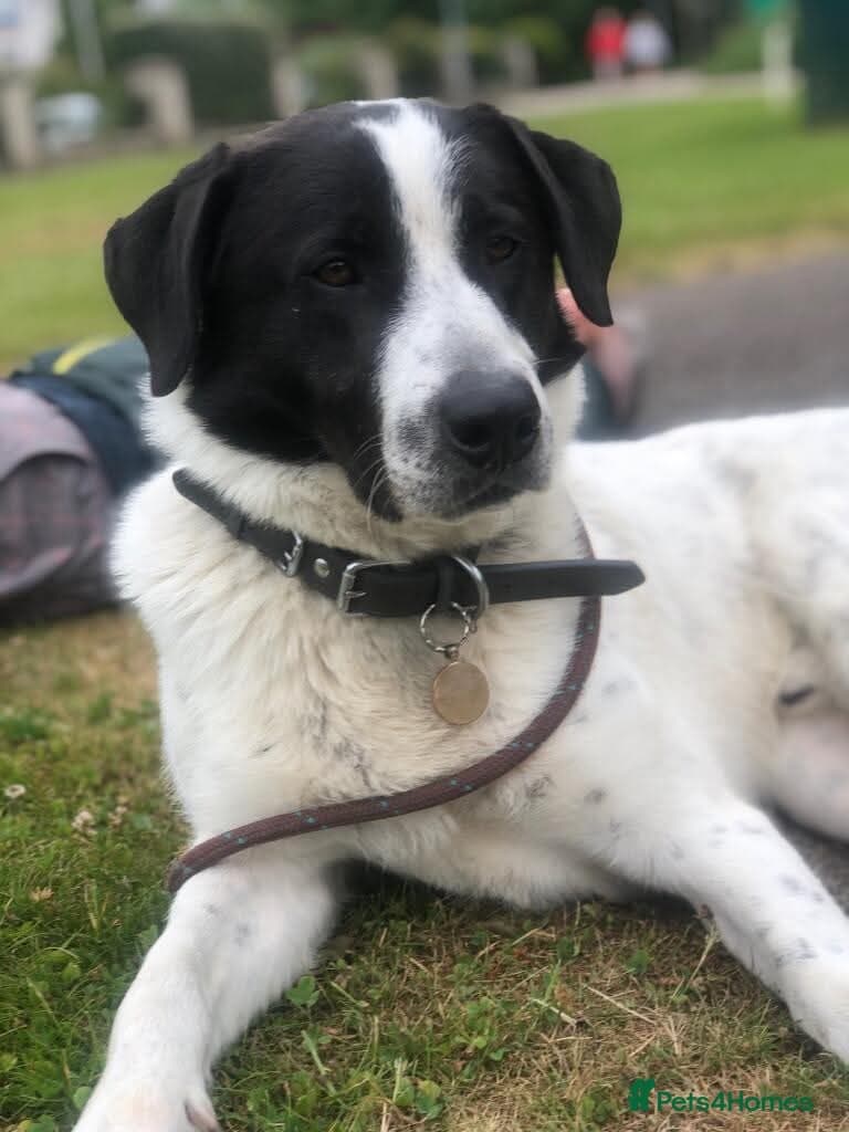 Meet Popescu, currently residing in Aberdeen — Mixed Breed