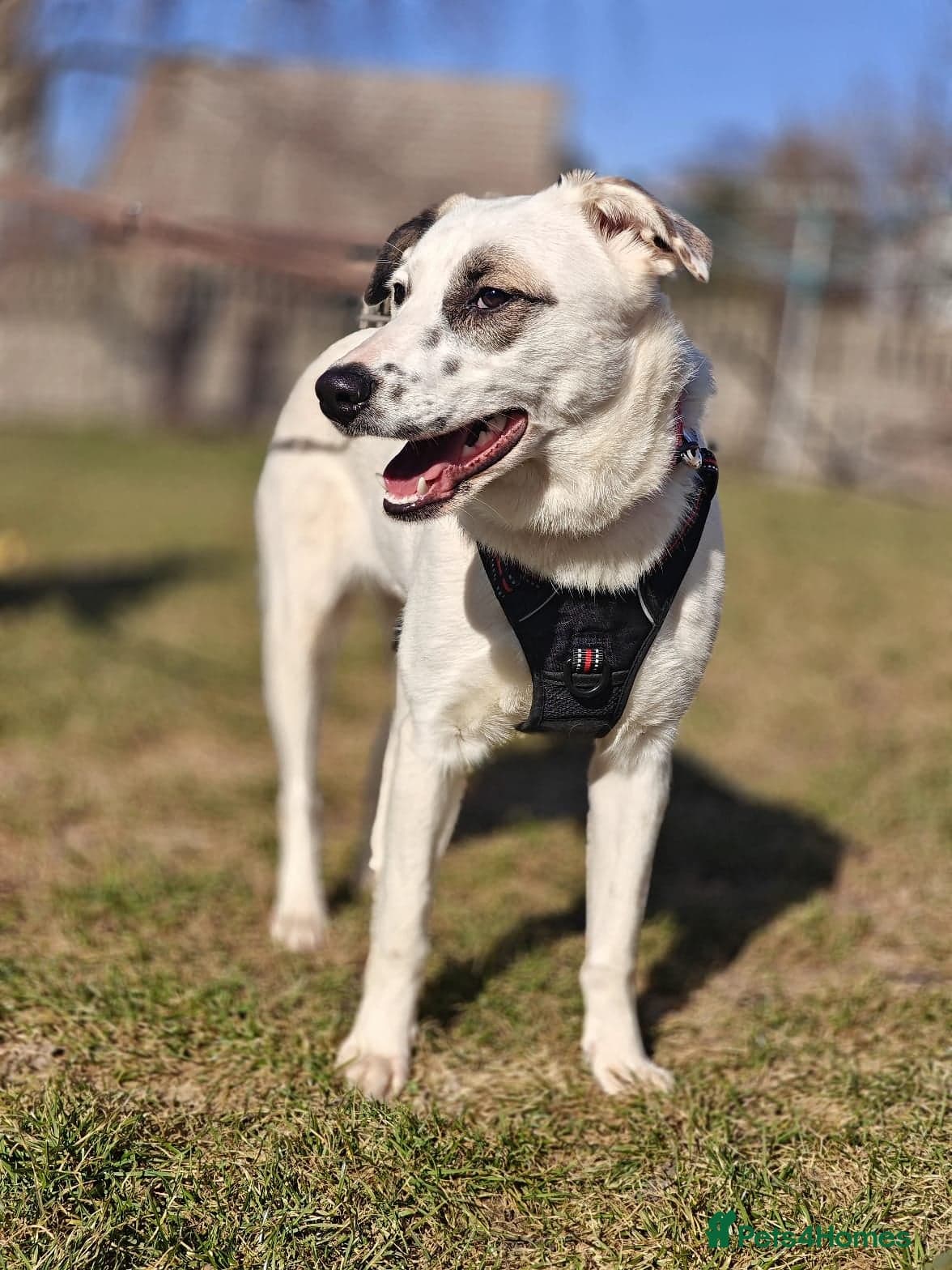 ️PLIAMKA❤️9-month-old loving and playful girl photo 12