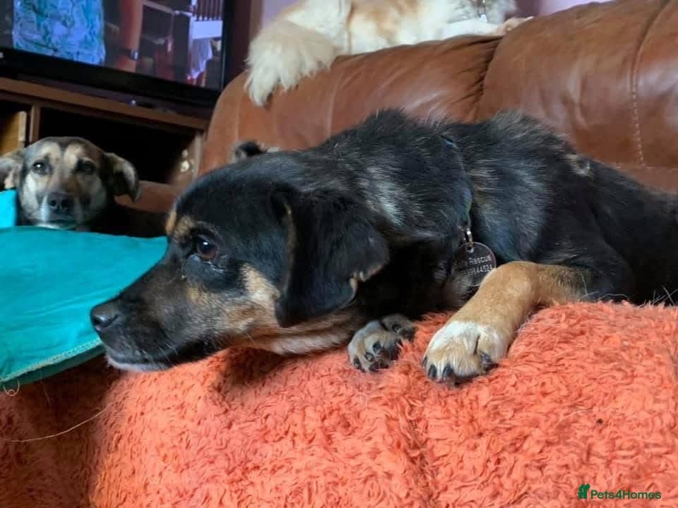 Paddy - Norwich Norfolk β Mixed Breed