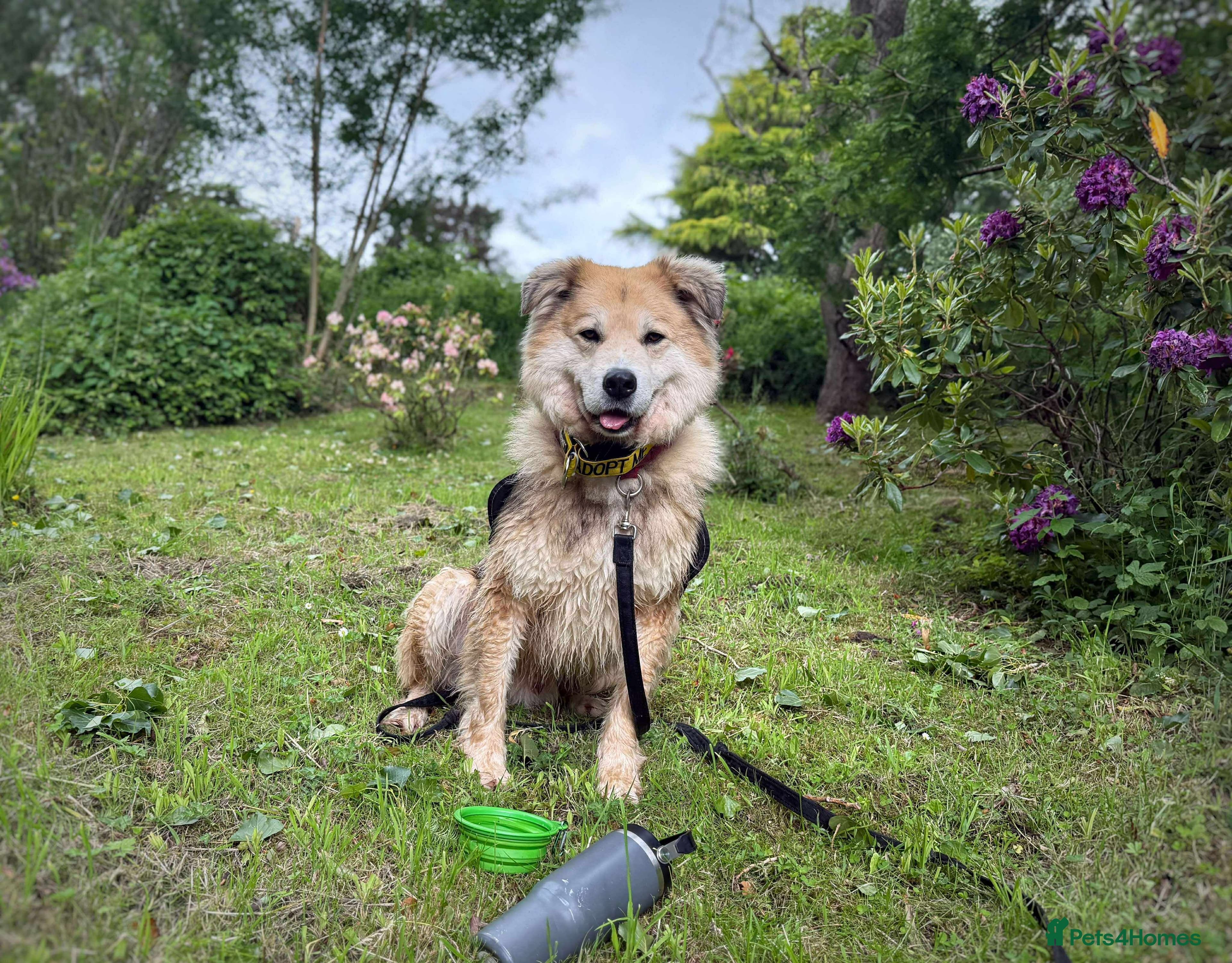 Meet Paddy, currently residing in Cheshire photo 28