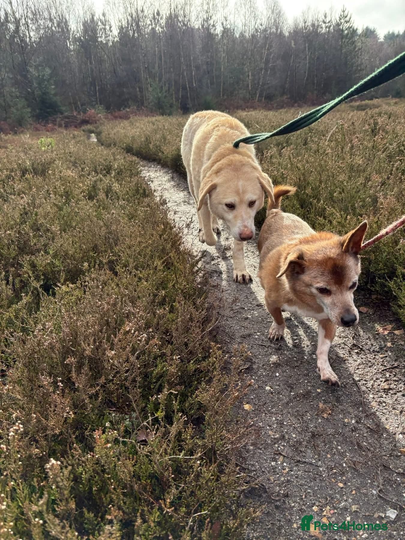 Ralph - Norwich Norfolk photo 9