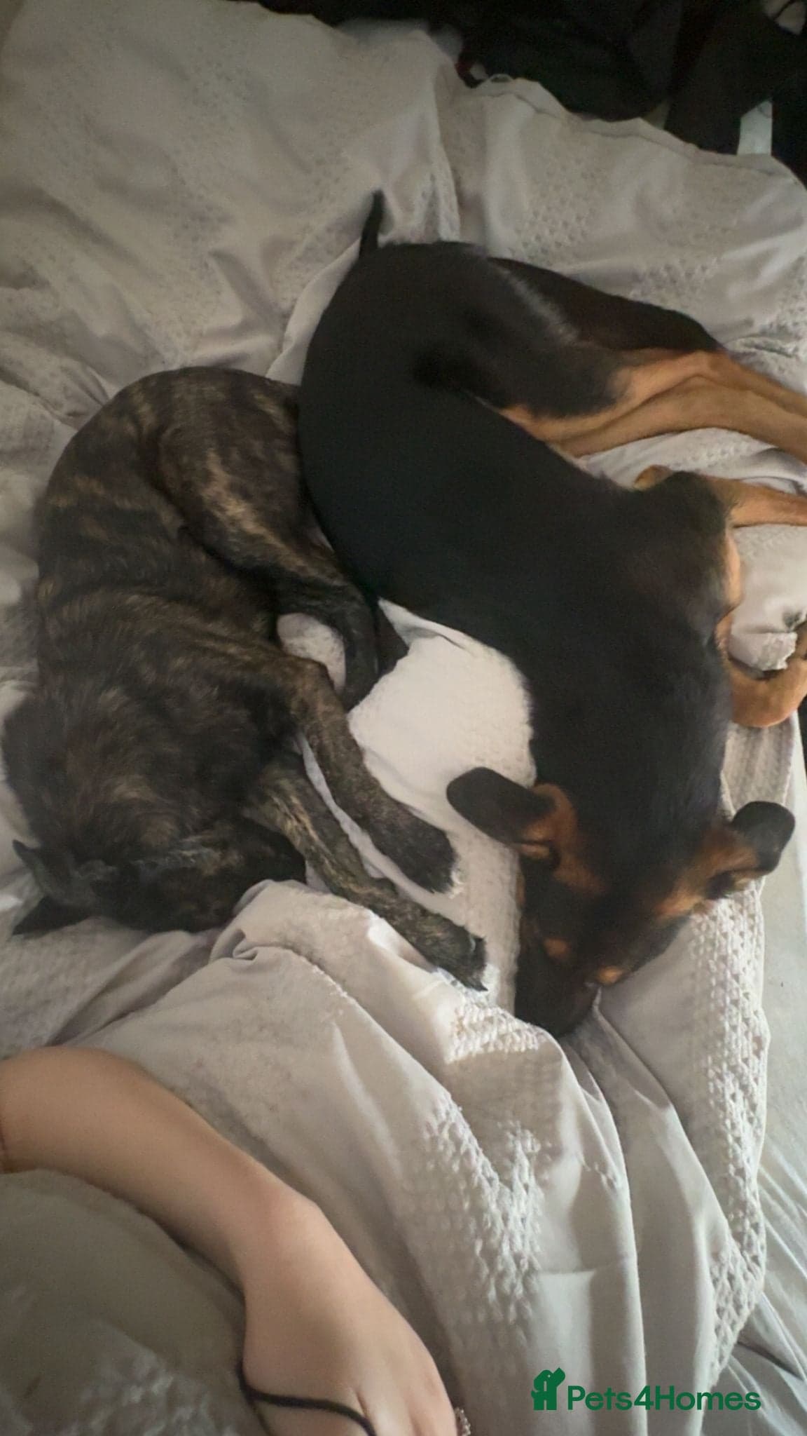 Urgent: ๐milo๐ photo 6