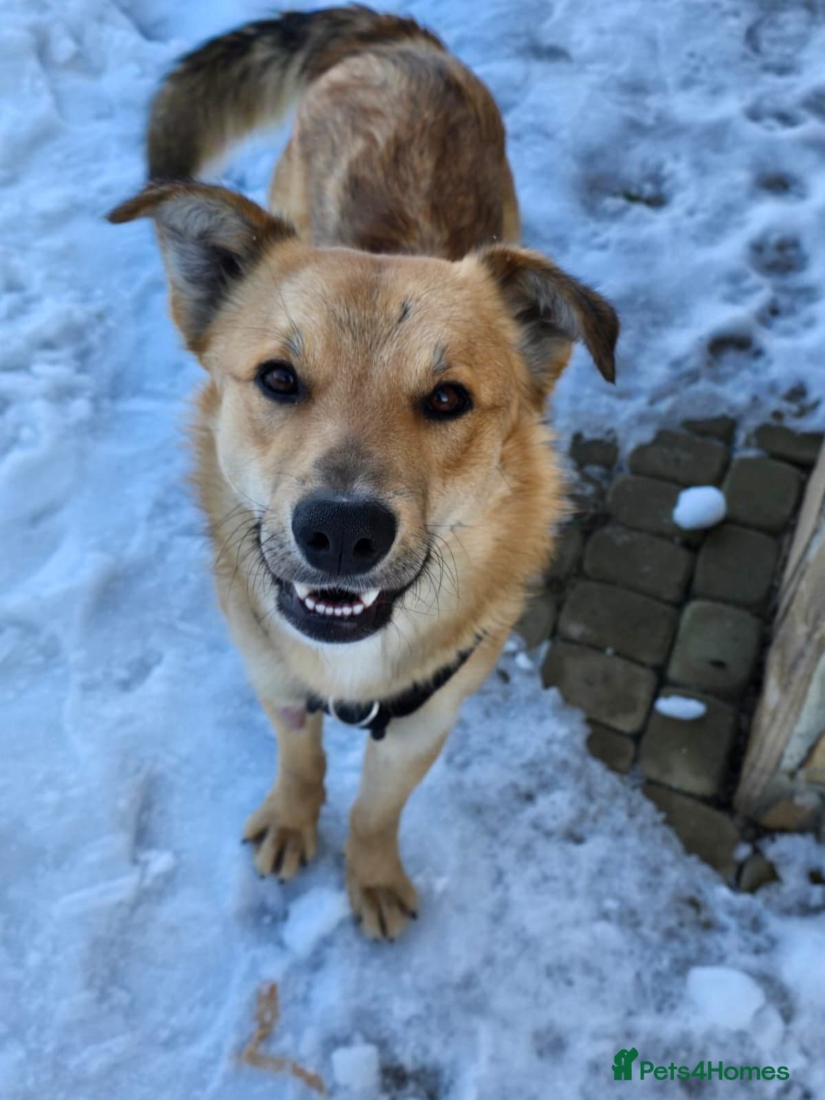 Cactus (yanik) photo 4