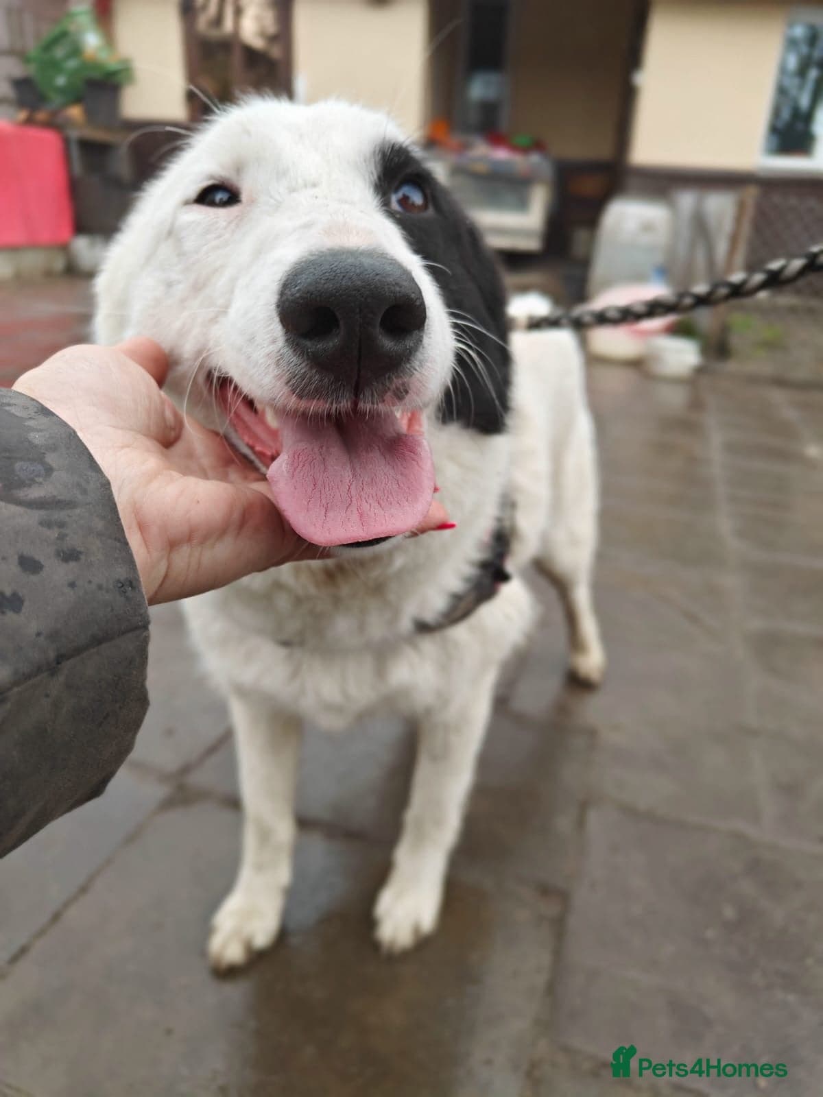 οΈπΆ suzy photo 9