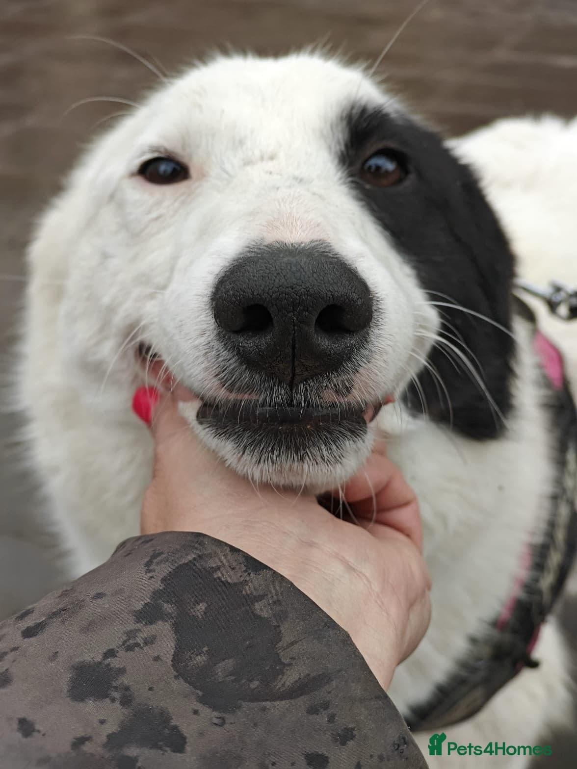 οΈπΆ suzy photo 14