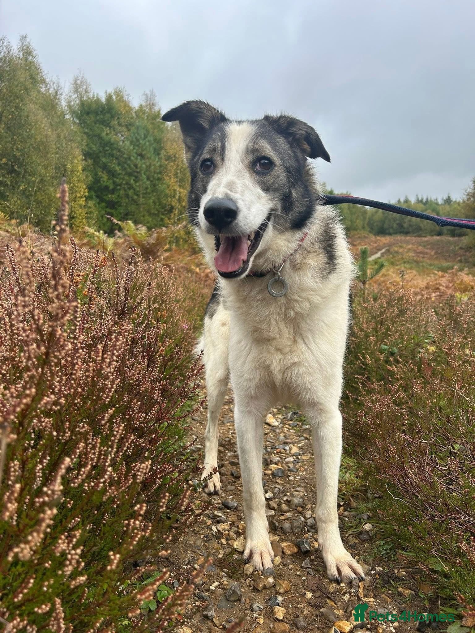 Matteo - Norwich Norfolk photo 4