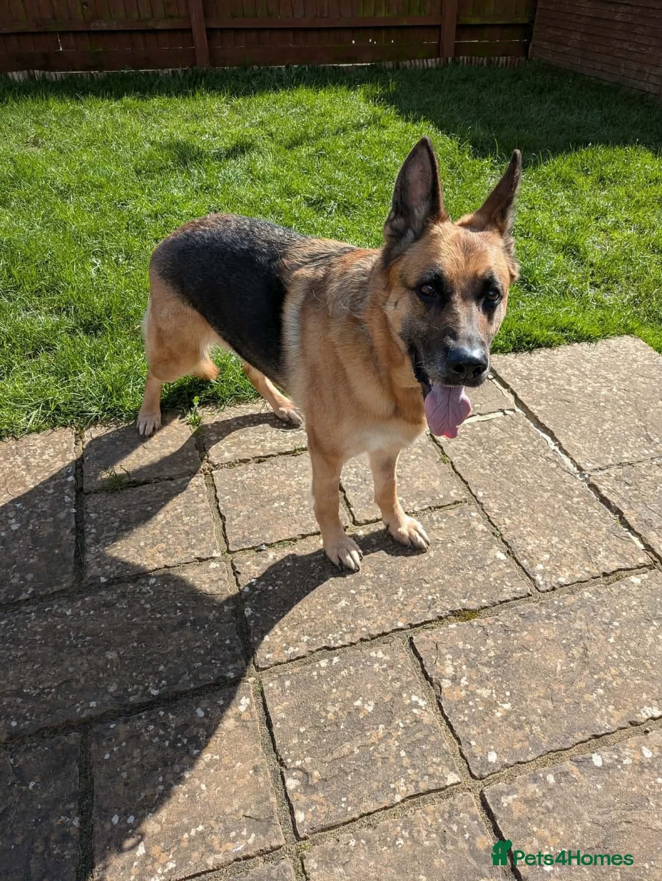 Amy - Norwich Norfolk β German Shepherd