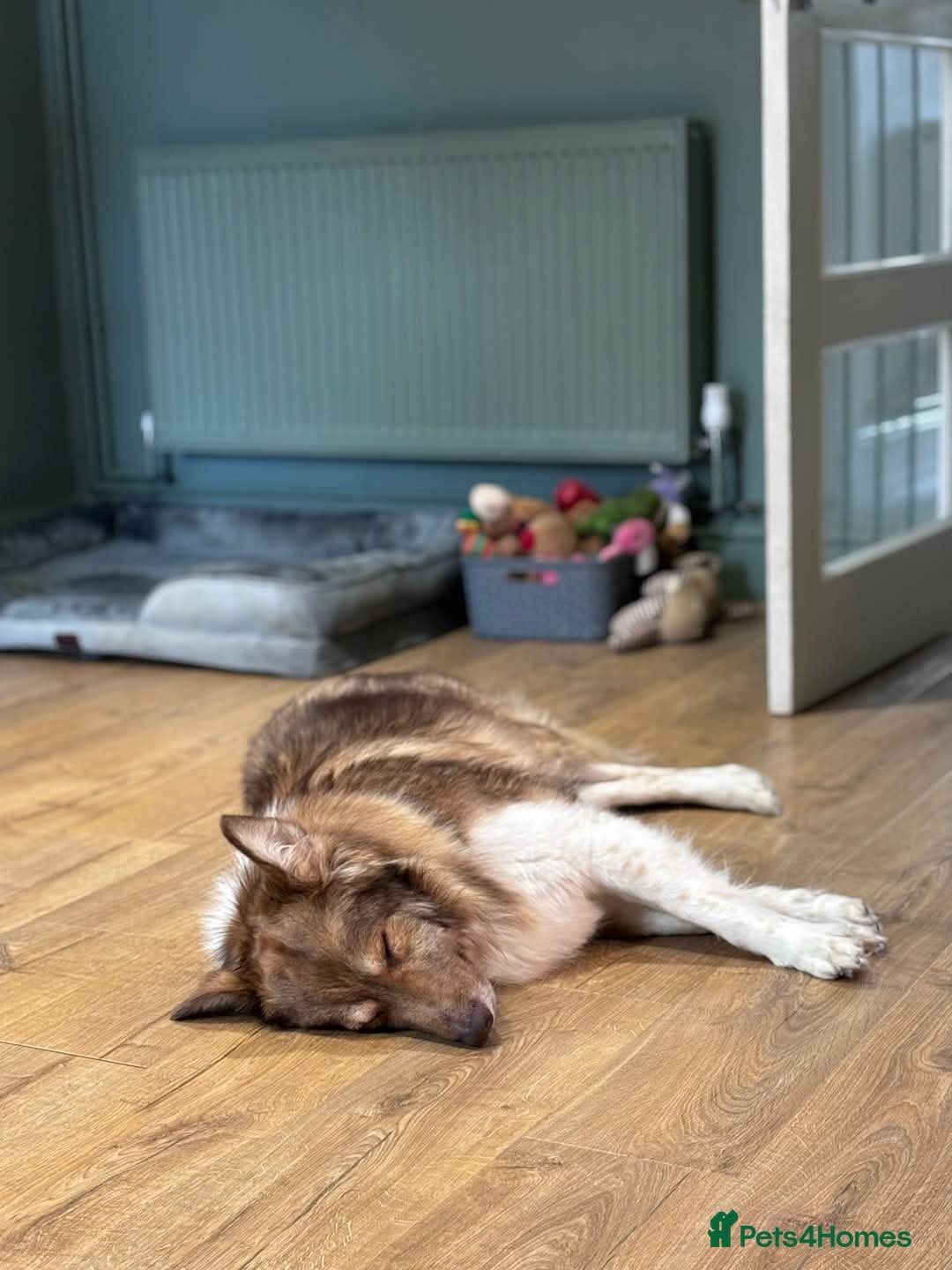 Meet Teddy, currently residing in Lincolnshire photo 6