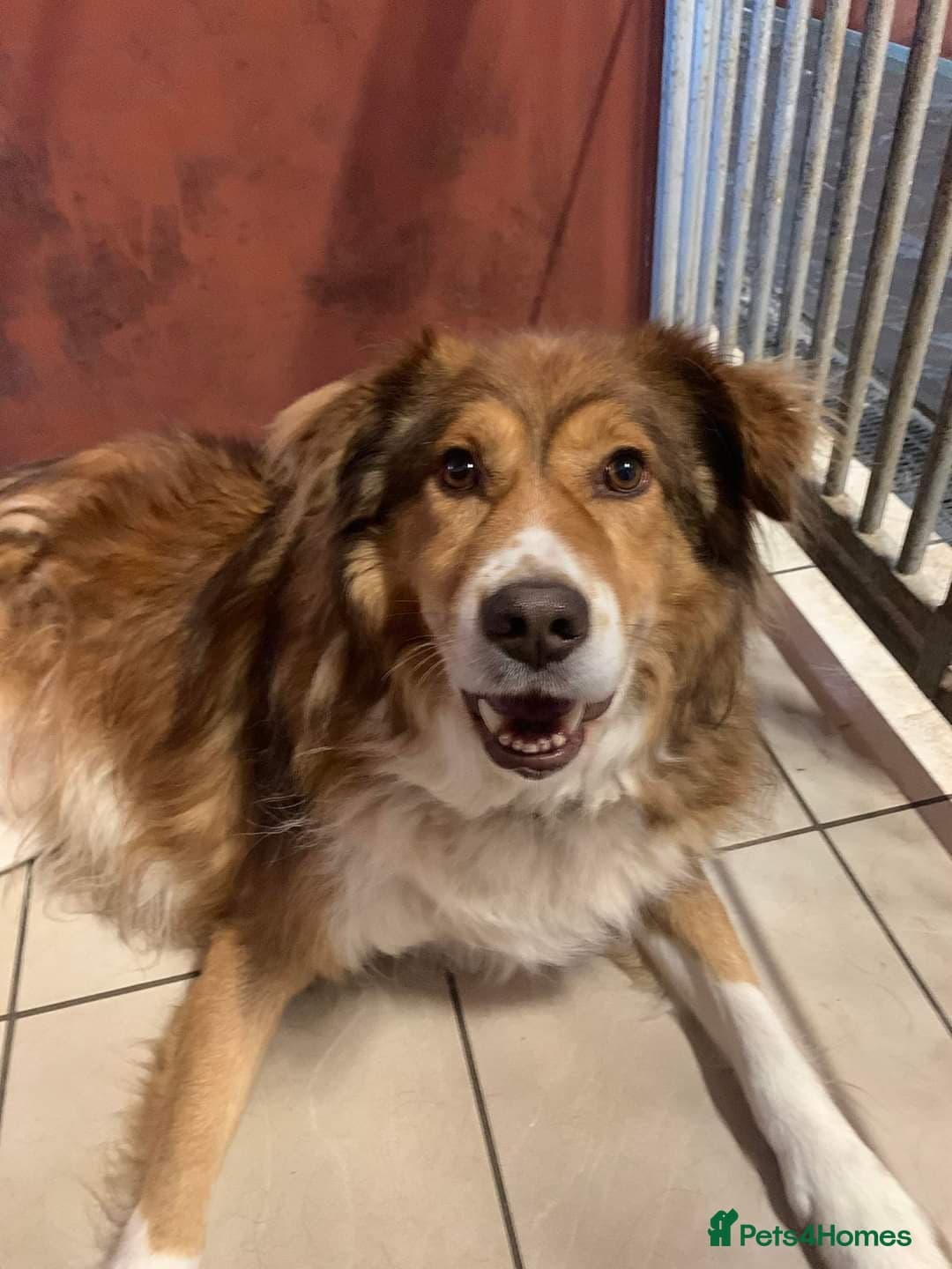 Meet Pongo, currently residing in Cheshire photo 25