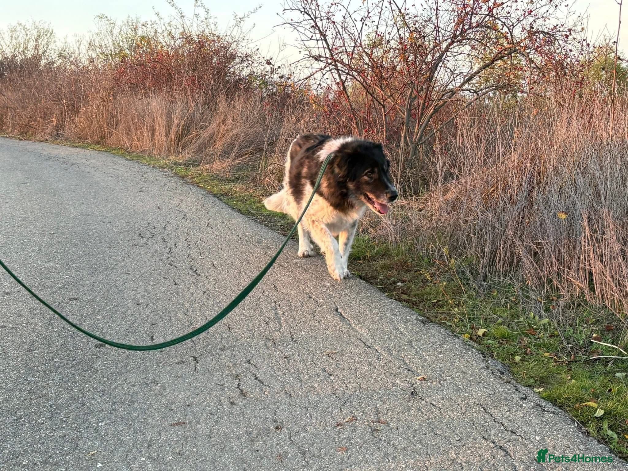 Freya - Norwich Norfolk photo 7