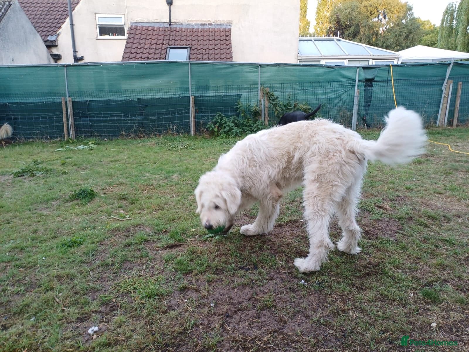 JOJO,URGENT🖤 Superb big Girl photo 12