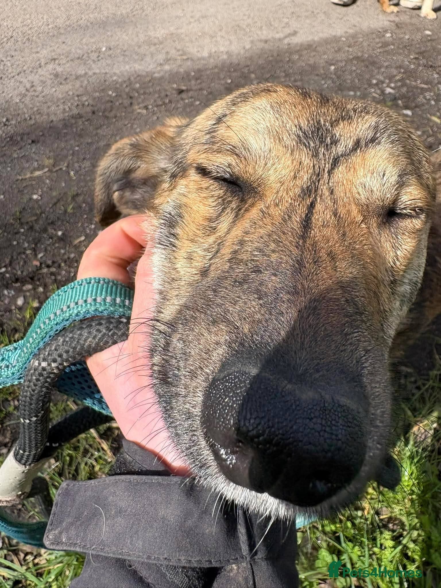 Meet Finn, currently residing in Cheshire photo 4