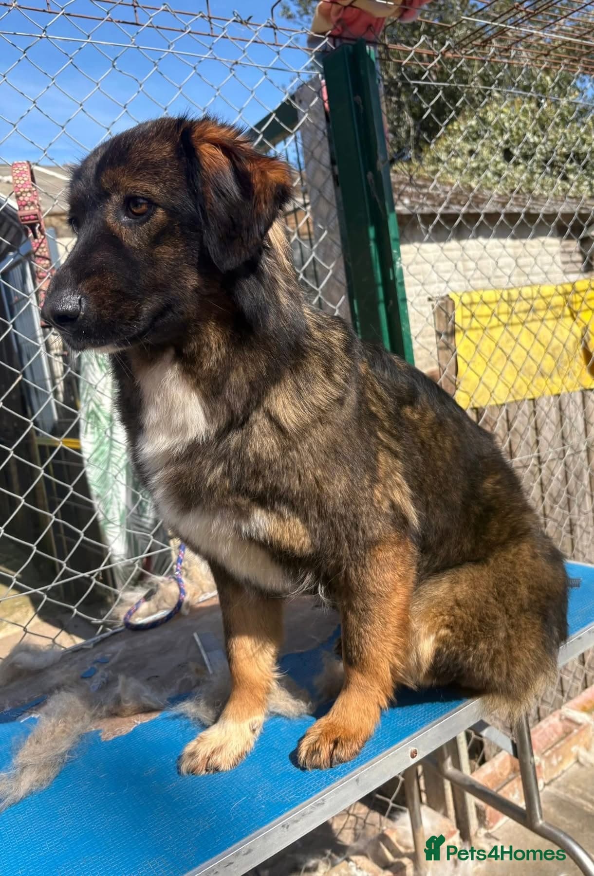 Belle - Norwich Norfolk photo 6