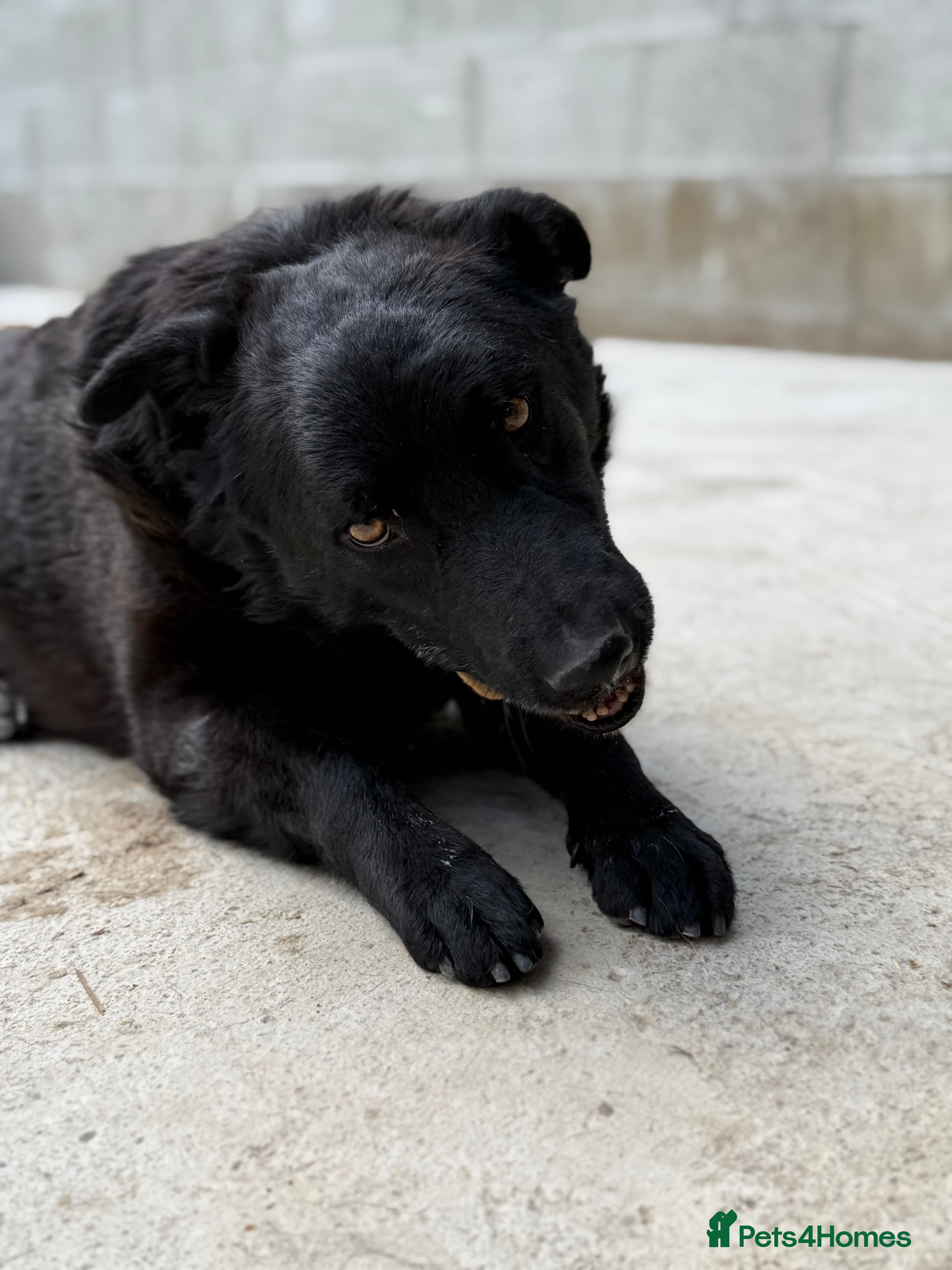 Dragos π β Mixed Breed