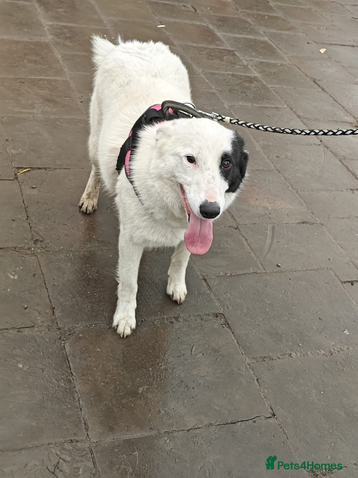 οΈπΆ suzy photo 13