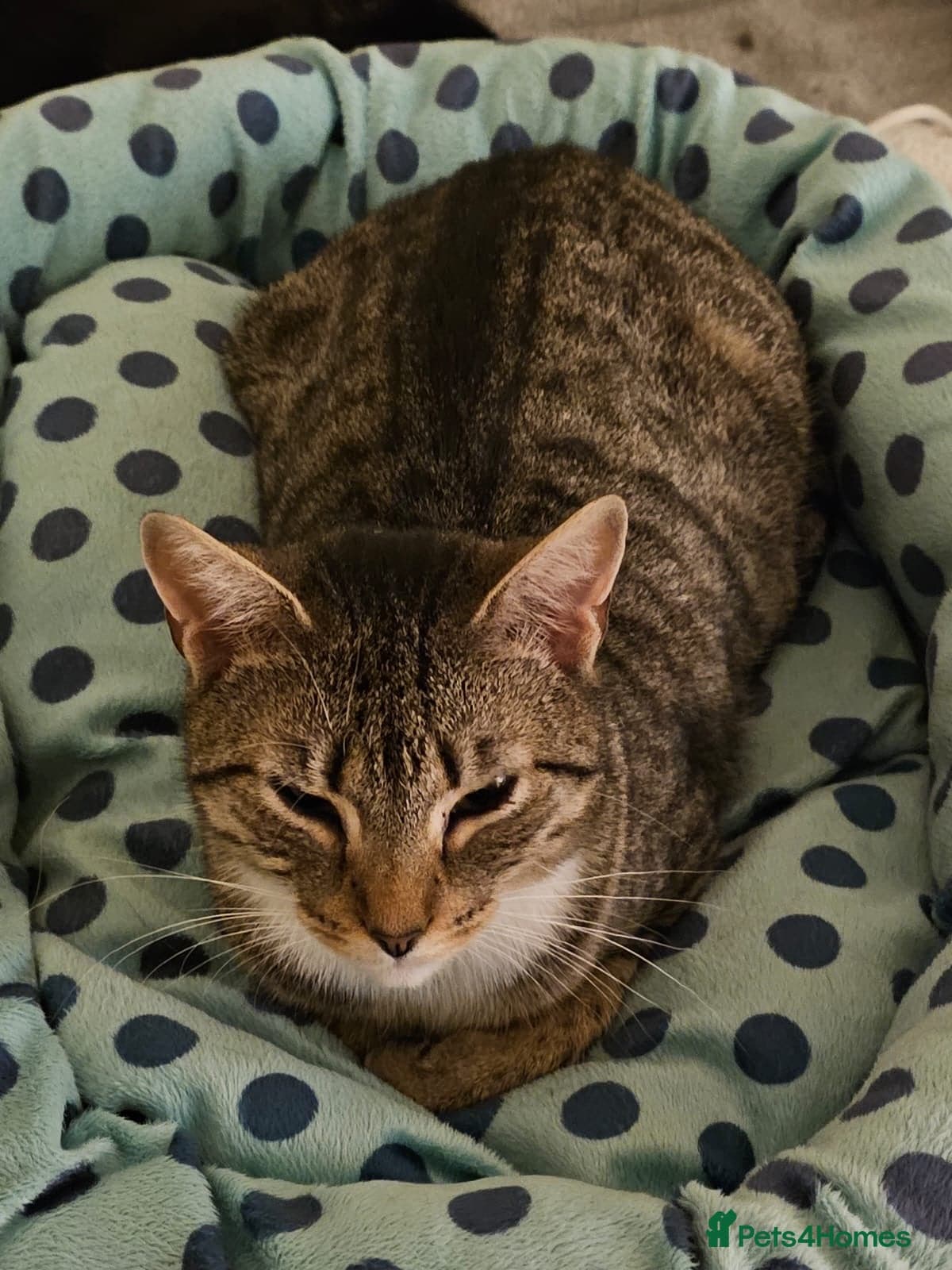 yr old Rescue Cat photo 15