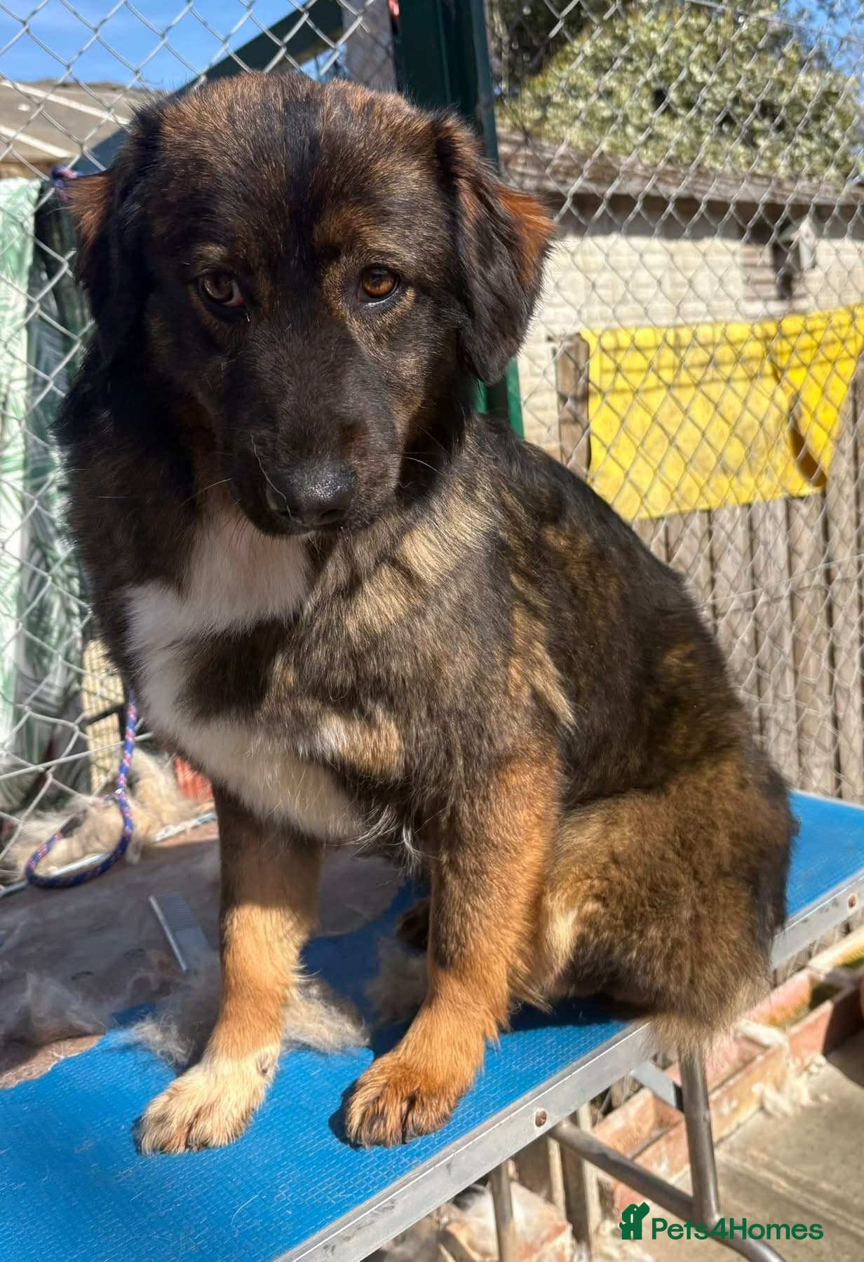 Belle - Norwich Norfolk photo 5